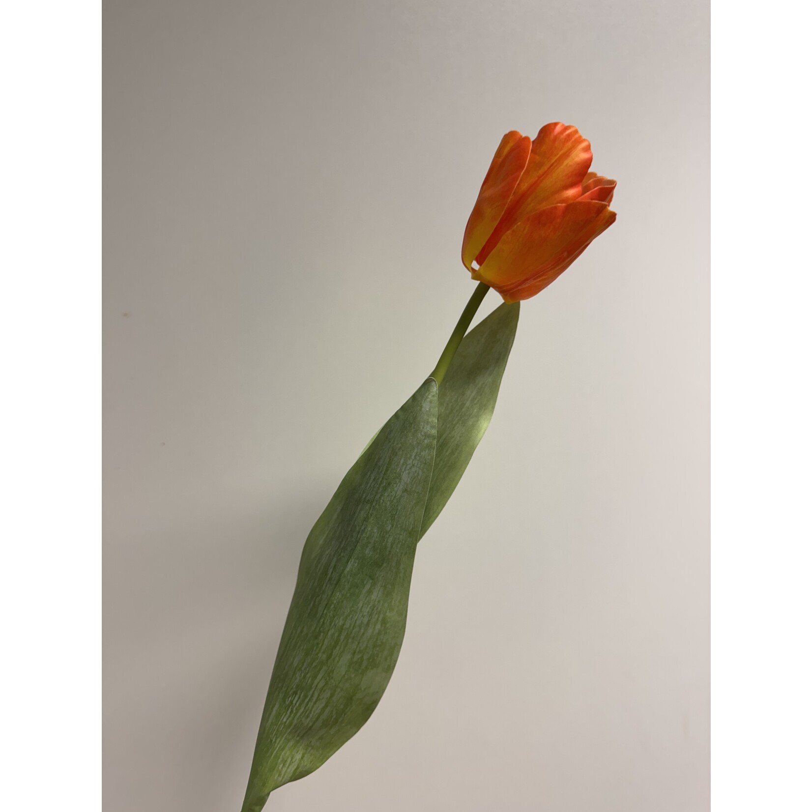 TULP  | ORANJE | 50 CM