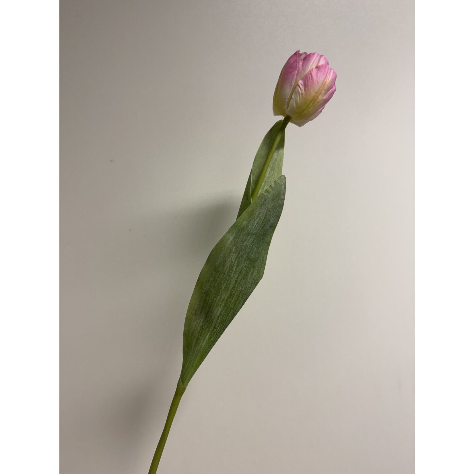 TULIP  | LIGHT PINK | 50 CM
