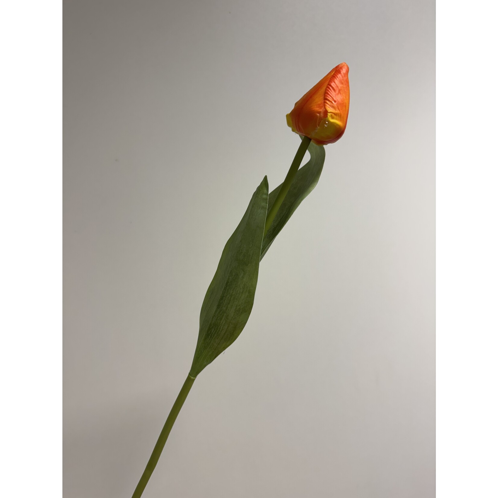 TULP IN KNOP  | ORANJE | 50 CM