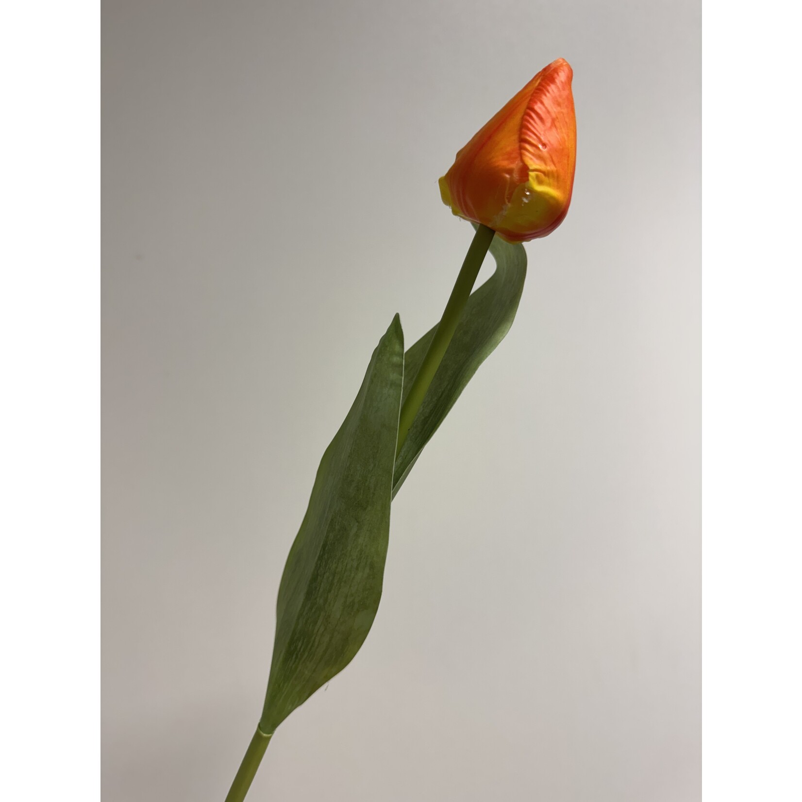 TULP IN KNOP  | ORANJE | 50 CM