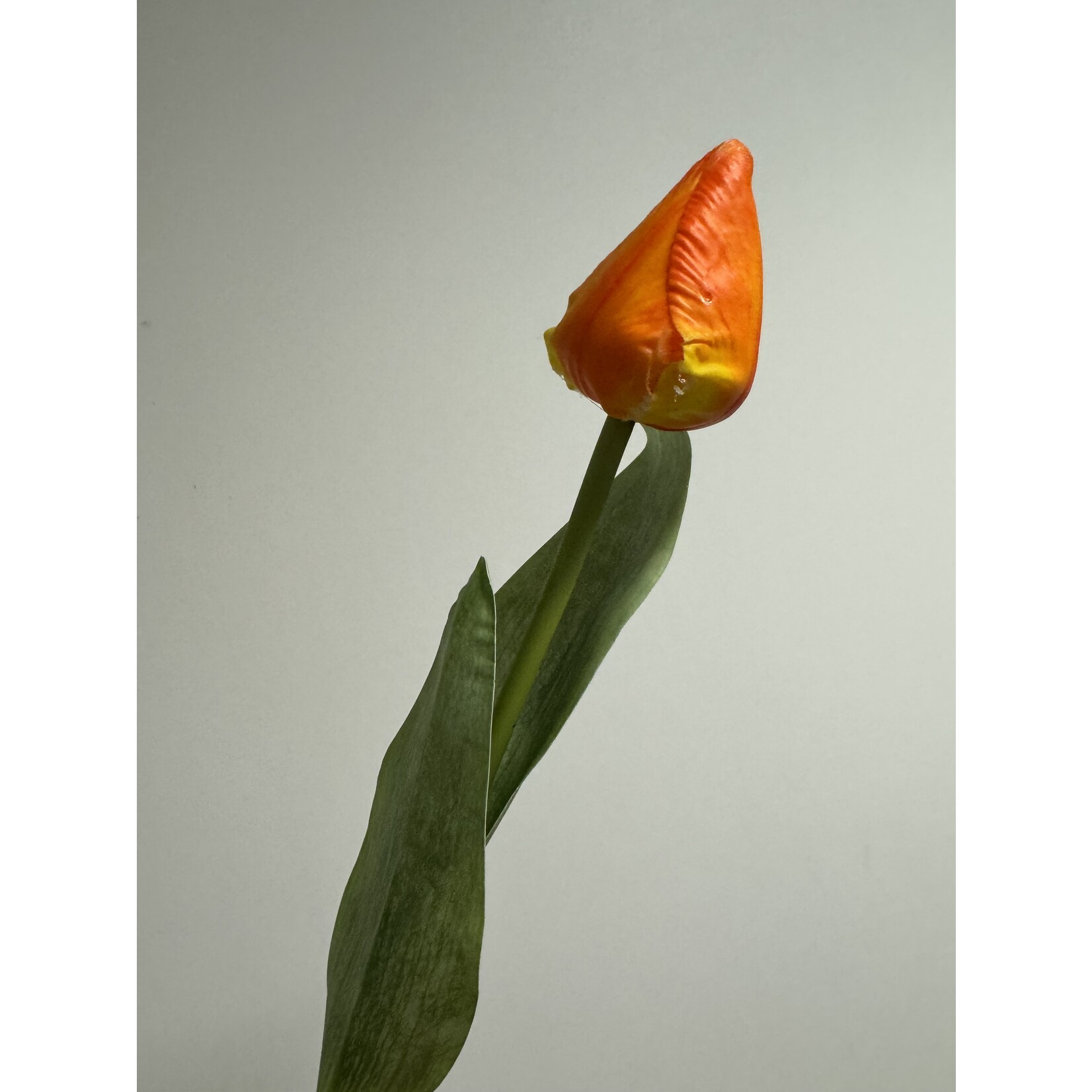TULP IN KNOP  | ORANJE | 50 CM