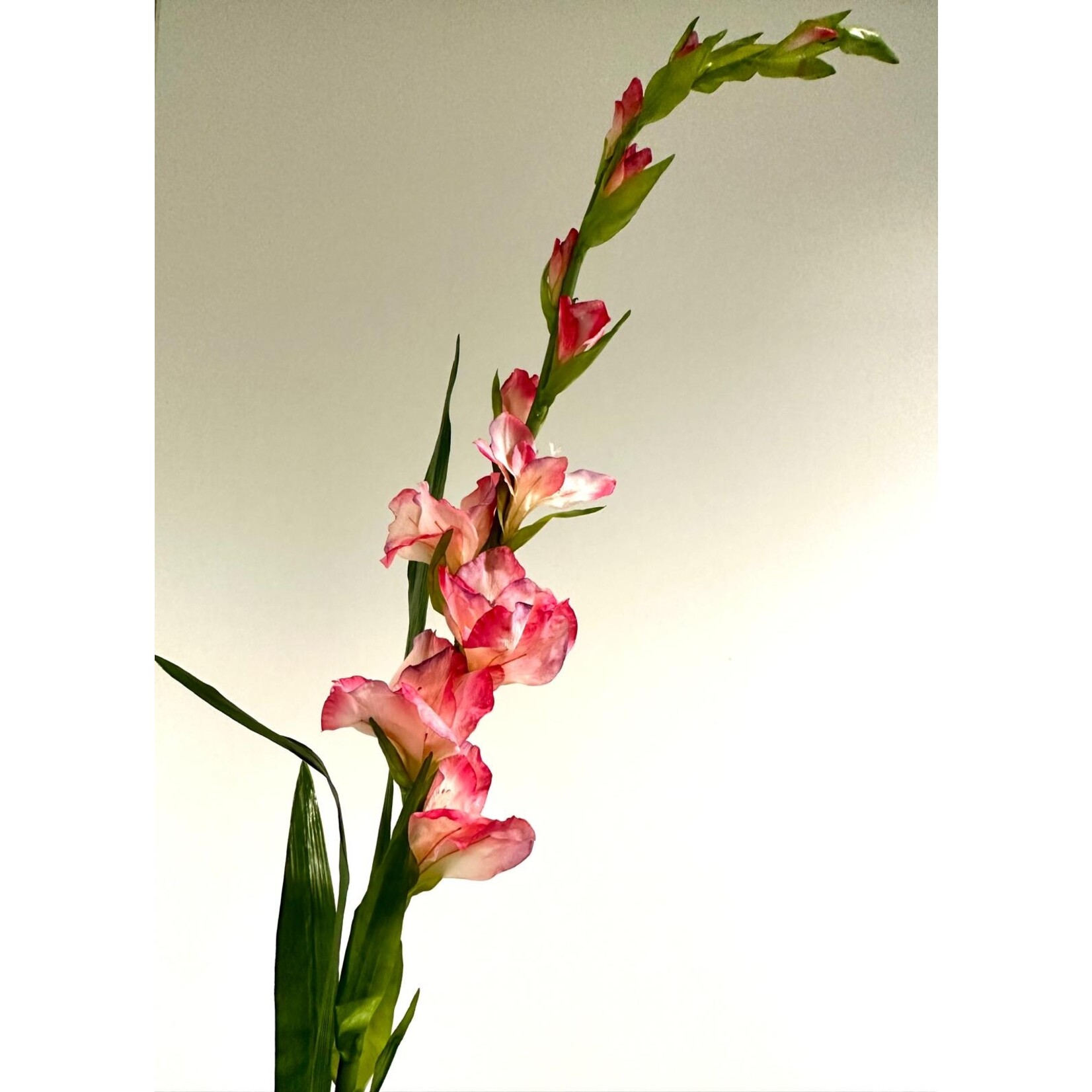 GLADIOOL ZAMORA | ROZE| 110 CM