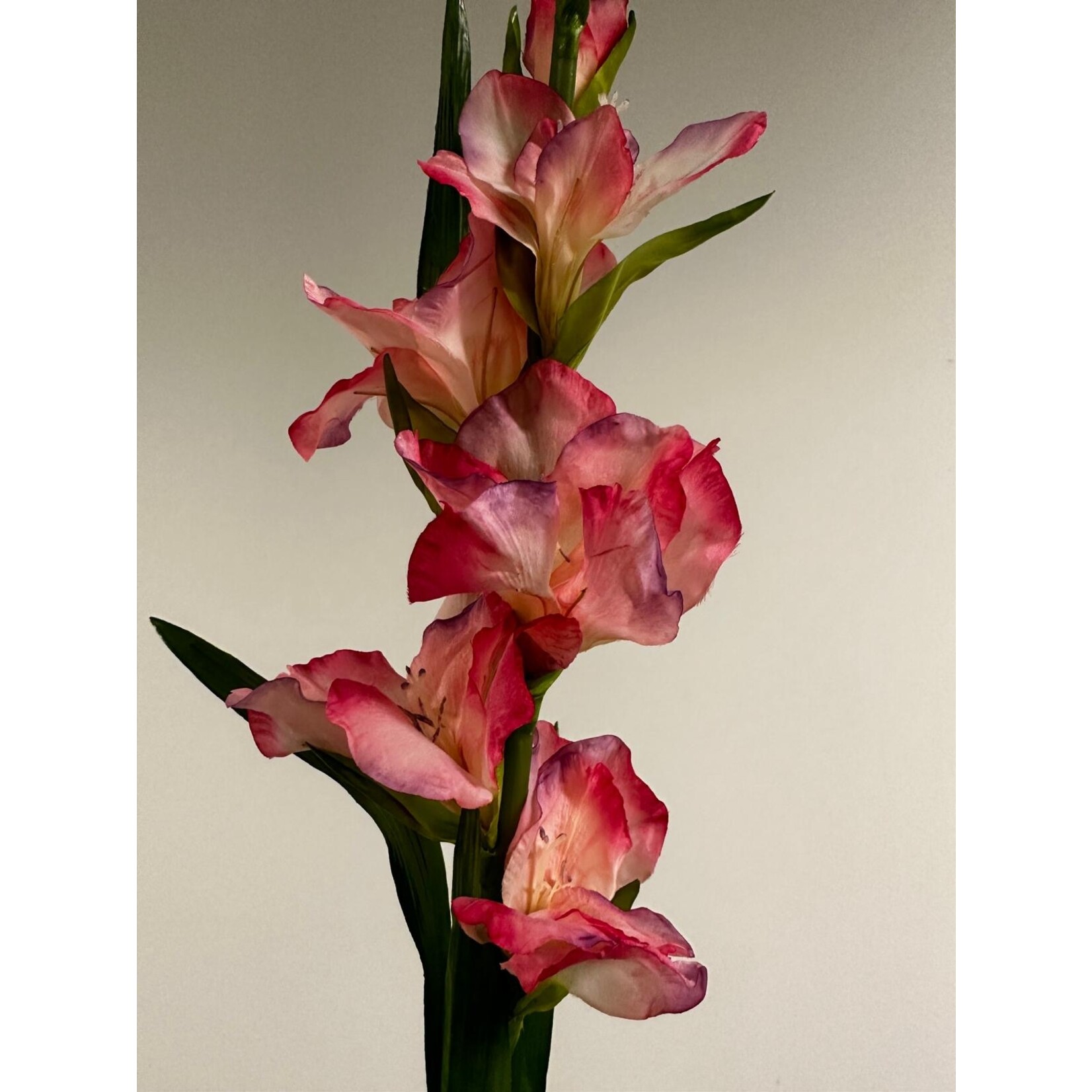 GLADIOOL ZAMORA | ROZE| 110 CM