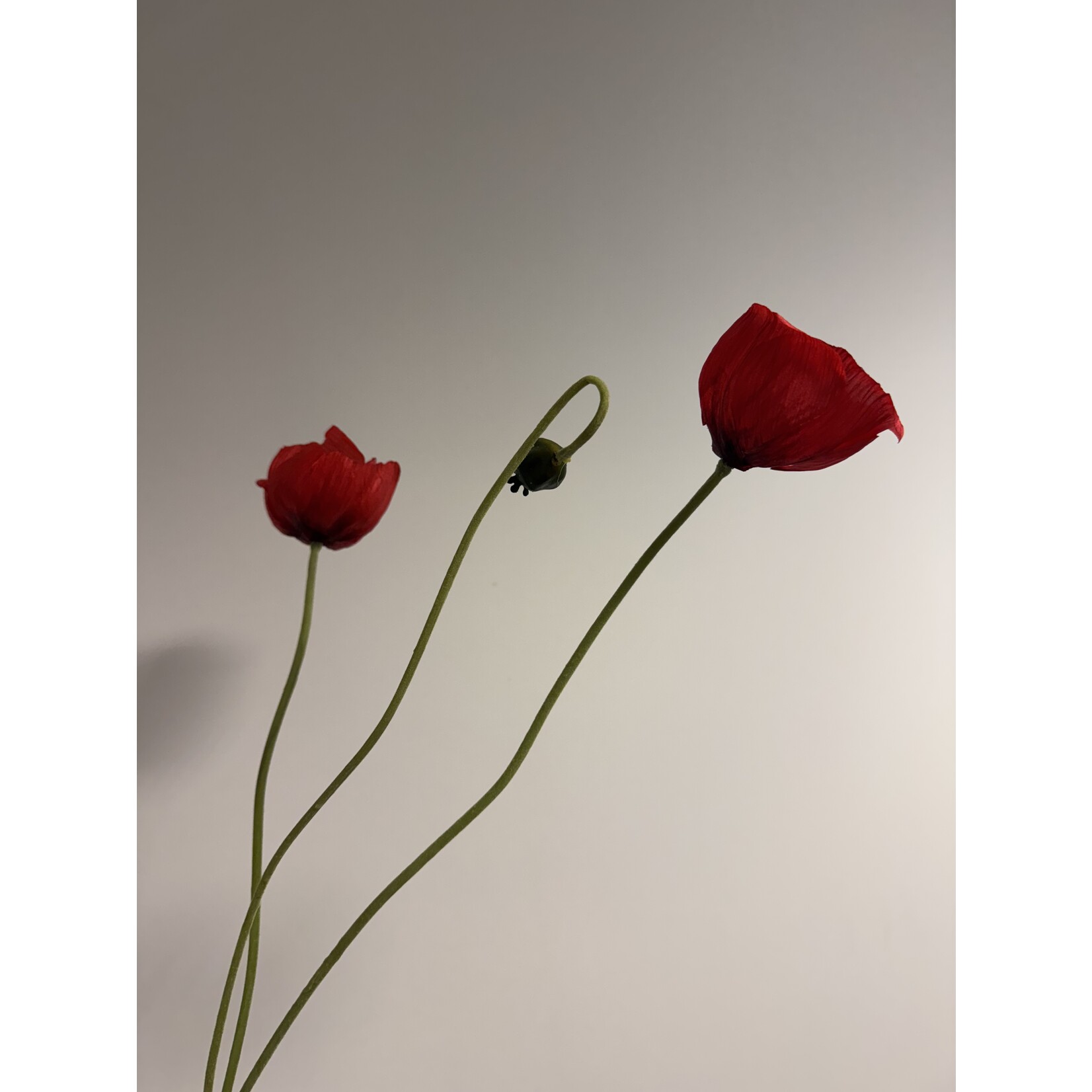 KLAPROOS X3 ICELAND | ROOD | 74 CM