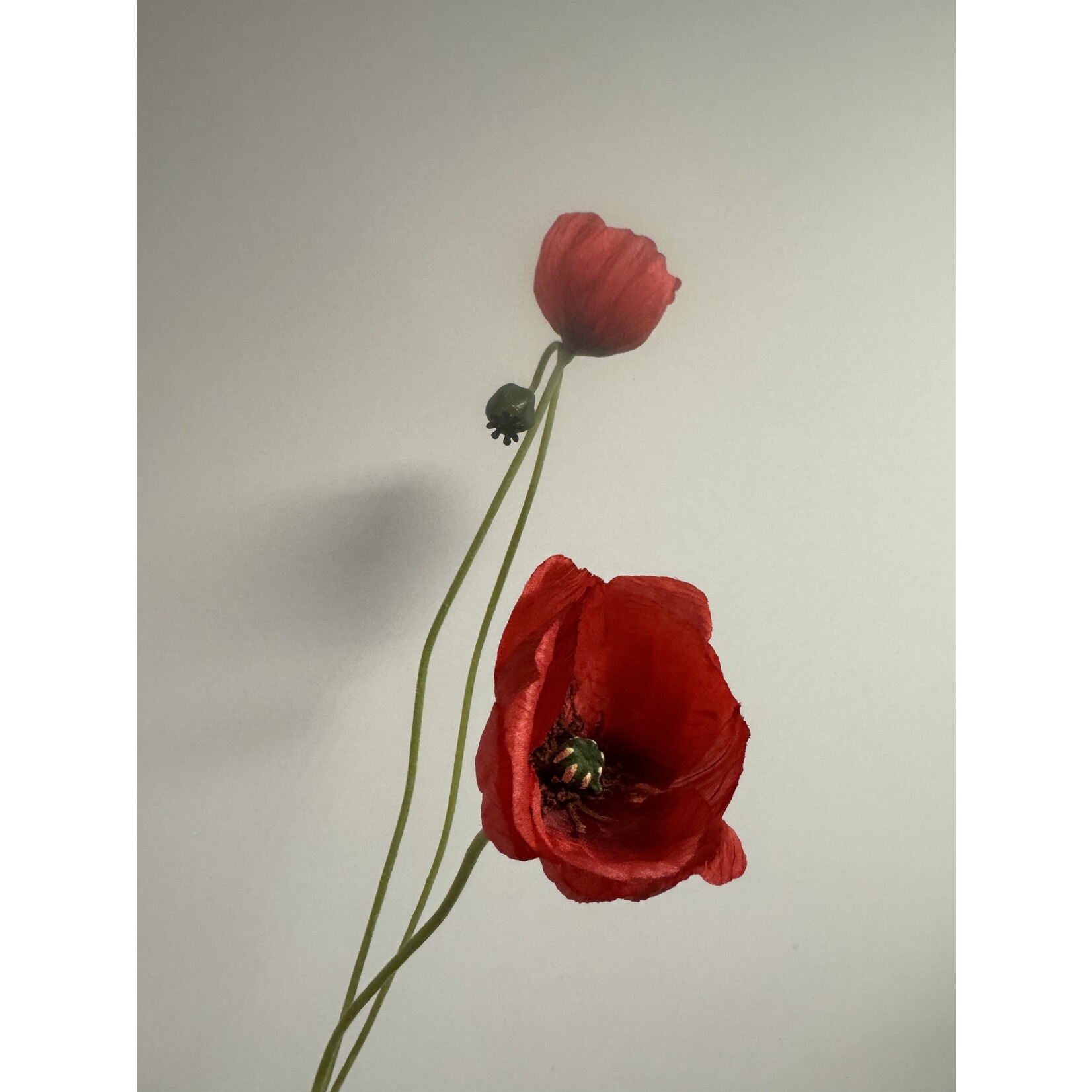 KLAPROOS X3 ICELAND | ROOD | 74 CM