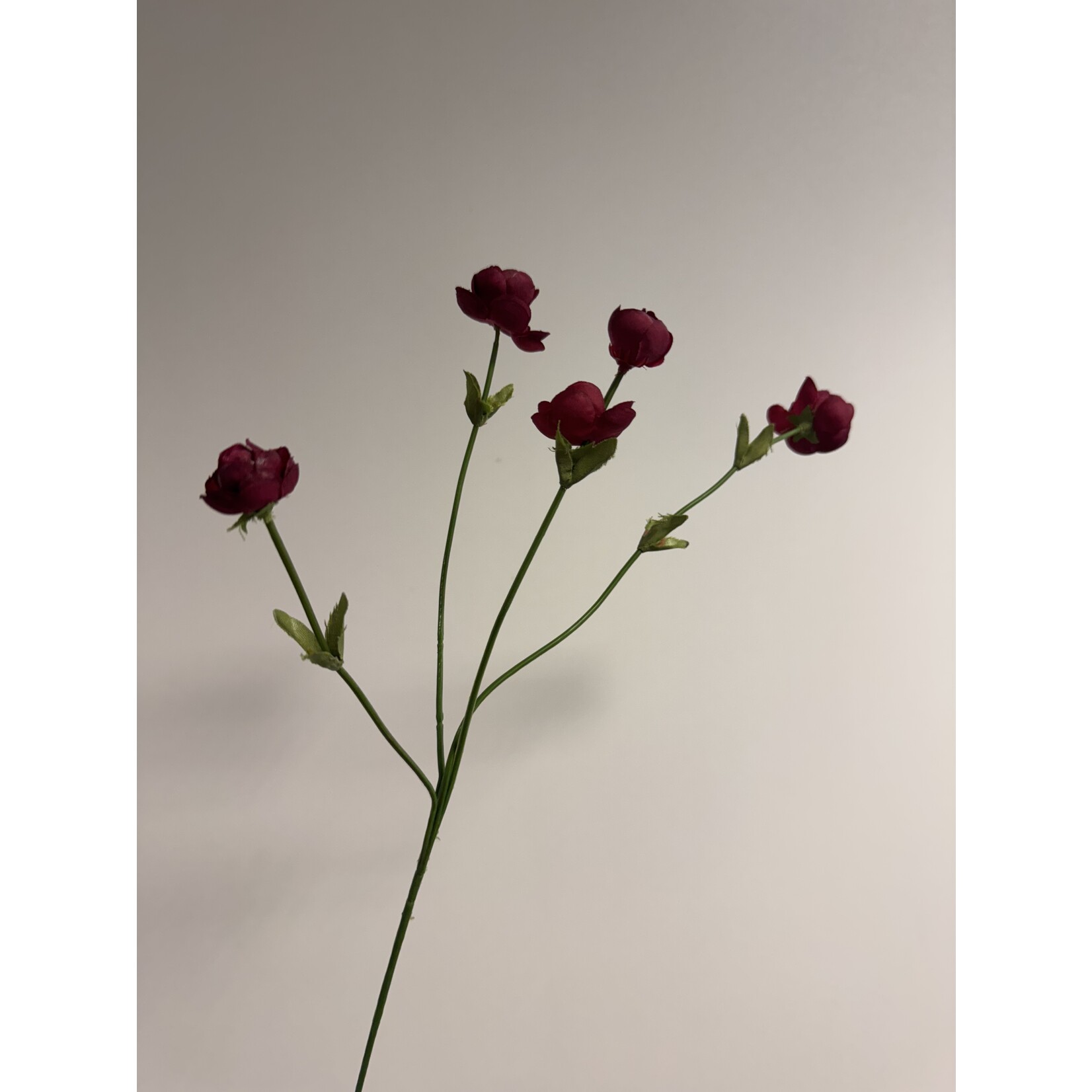 RANUNCULUS FUCHSIA SENSATION | FUCHSIA| 50 CM
