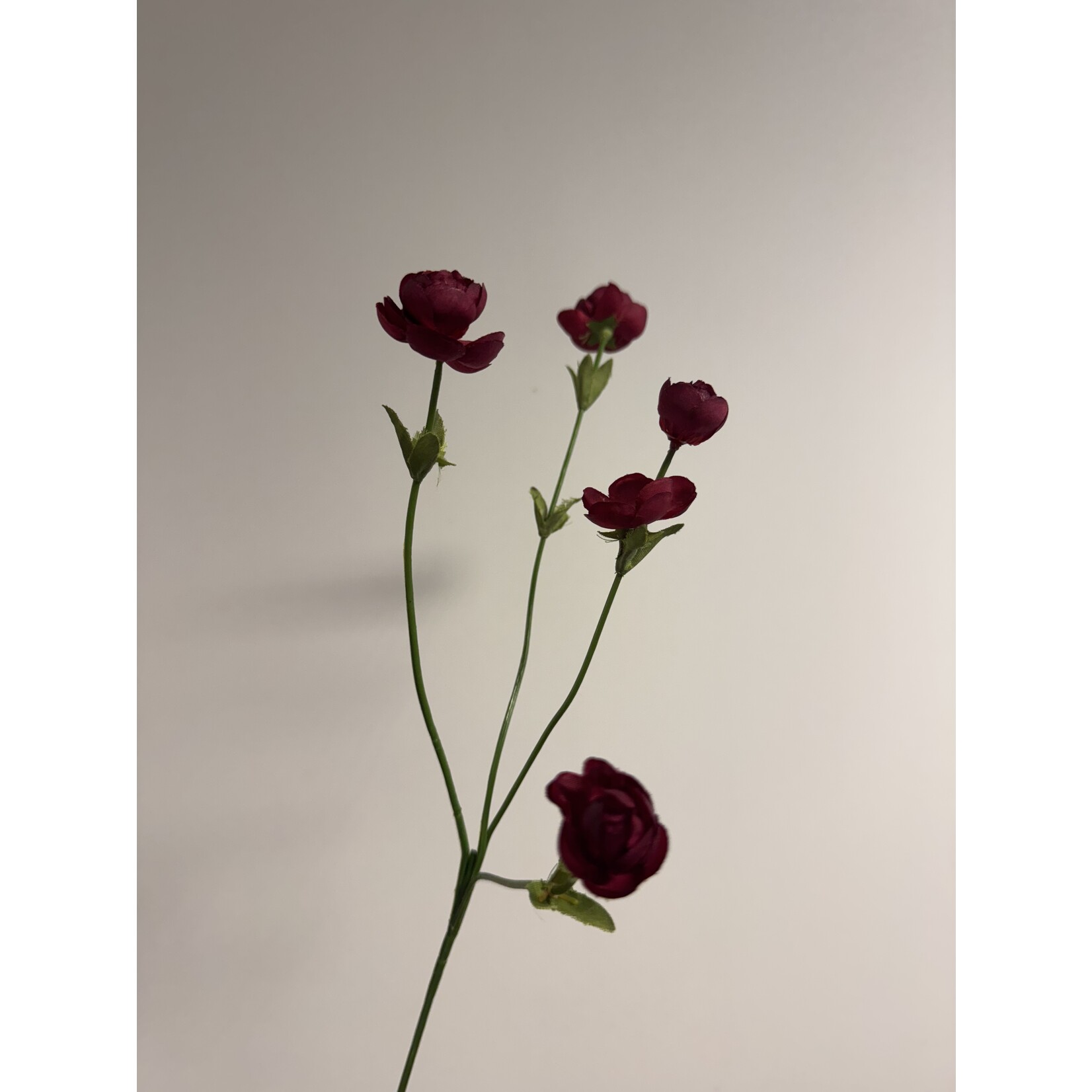 RANUNCULUS FUCHSIA SENSATION | FUCHSIA| 50 CM