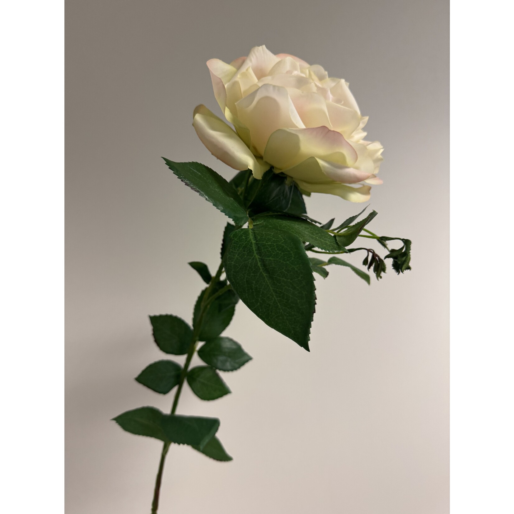 ROSE XL | WHITE GREEN | 85 CM