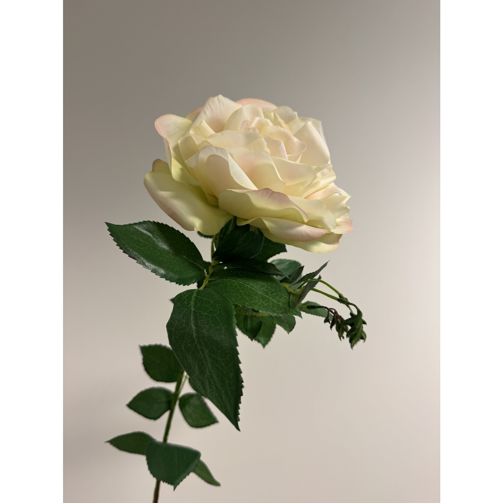 ROSE XL | WHITE GREEN | 85 CM