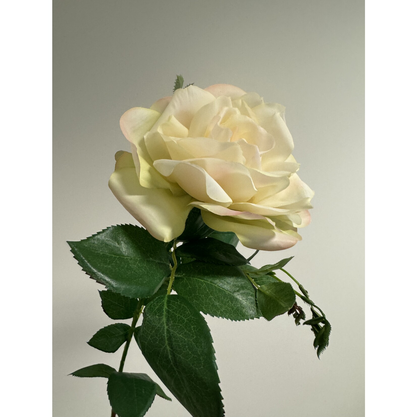 ROSE XL | WHITE GREEN | 85 CM