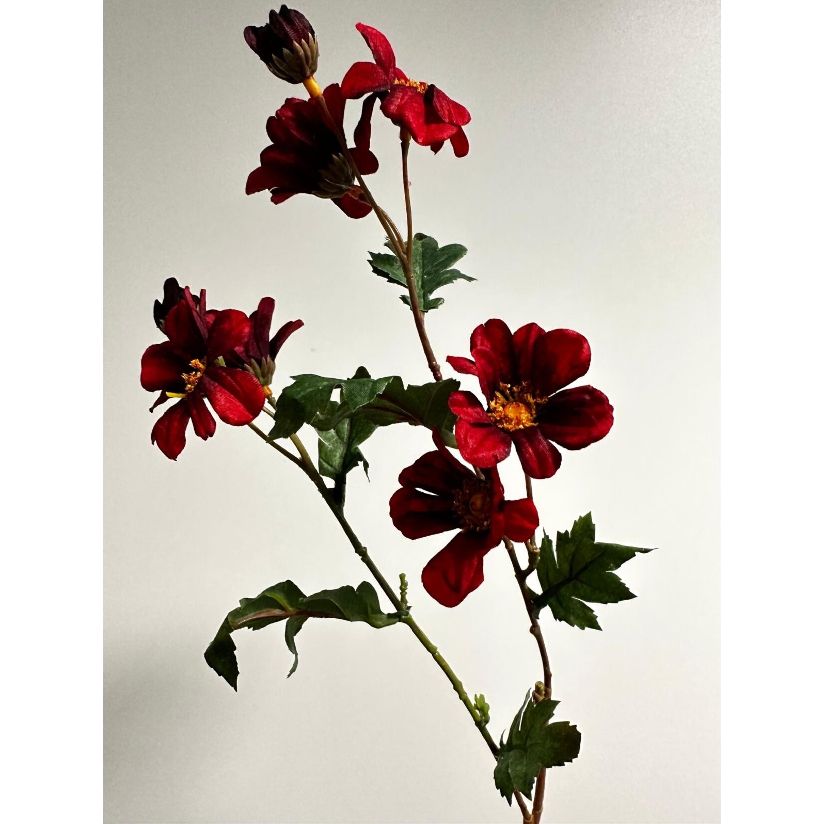 DAHLIA BISHOP OF LLANDAFF | BORDEAUX | 61 CM