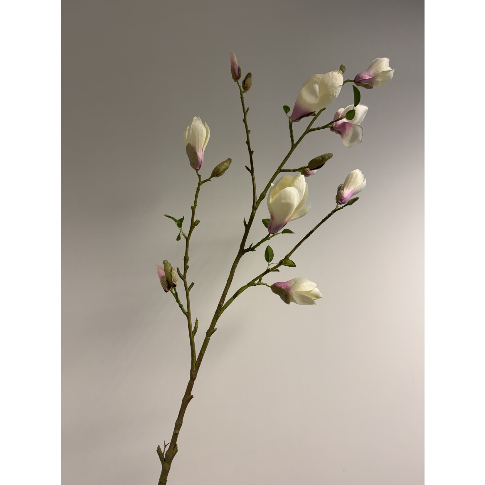 MAGNOLIA HEAVEN SCENT | LICHT ROZE | 125 CM