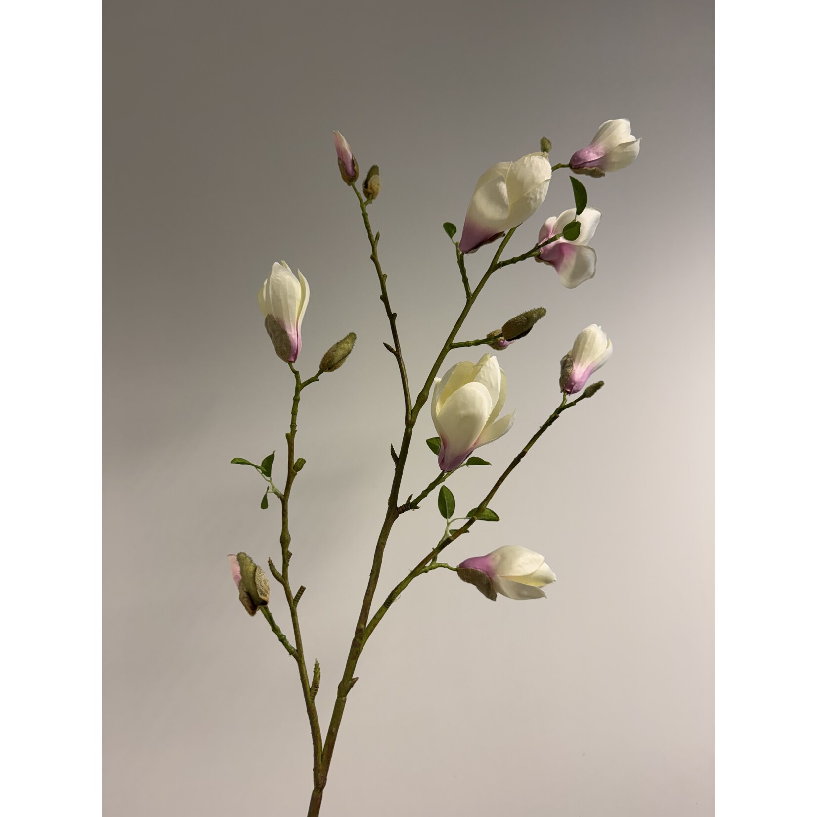 MAGNOLIA HEAVEN SCENT | LICHT ROZE | 125 CM