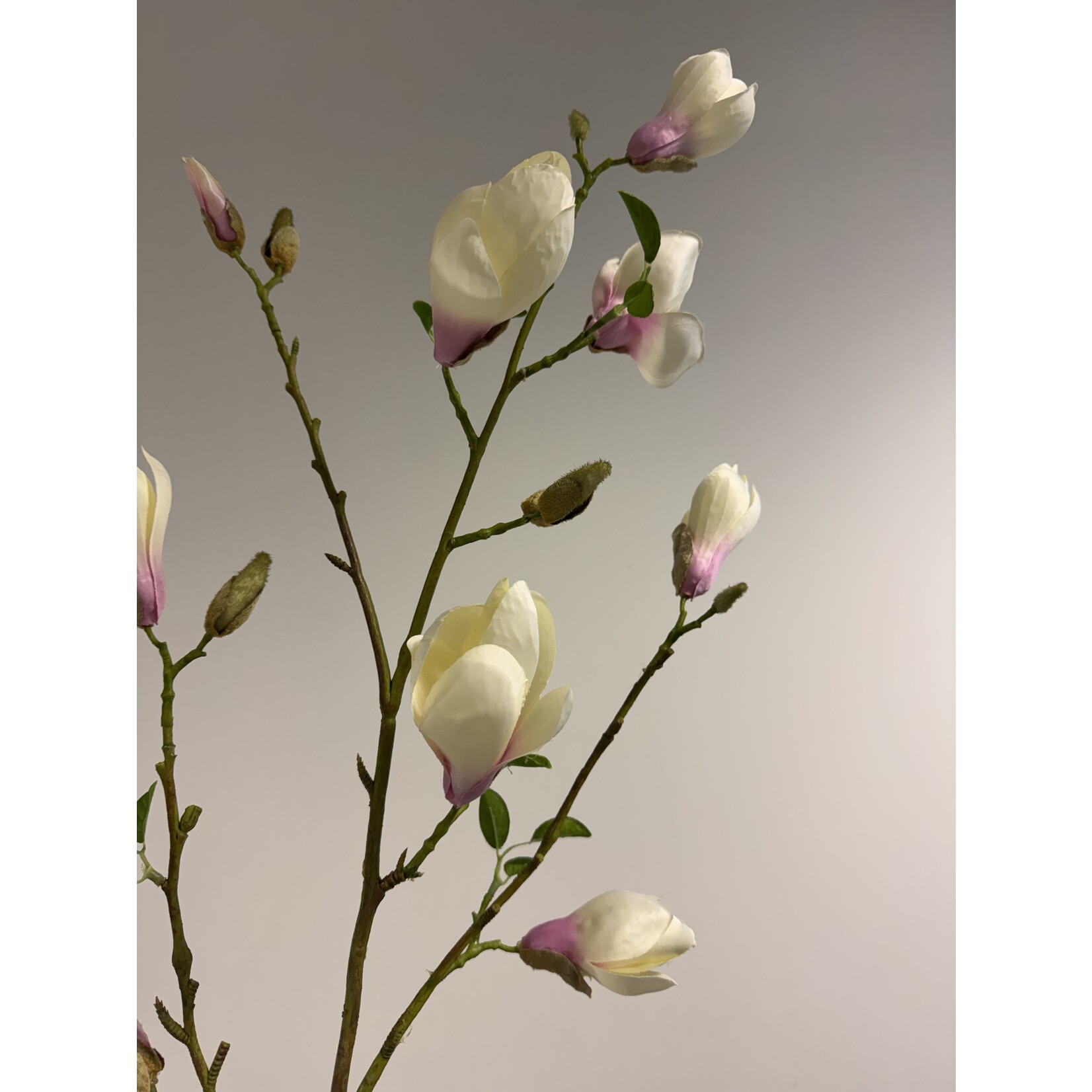MAGNOLIA HEAVEN SCENT | LICHT ROZE | 125 CM