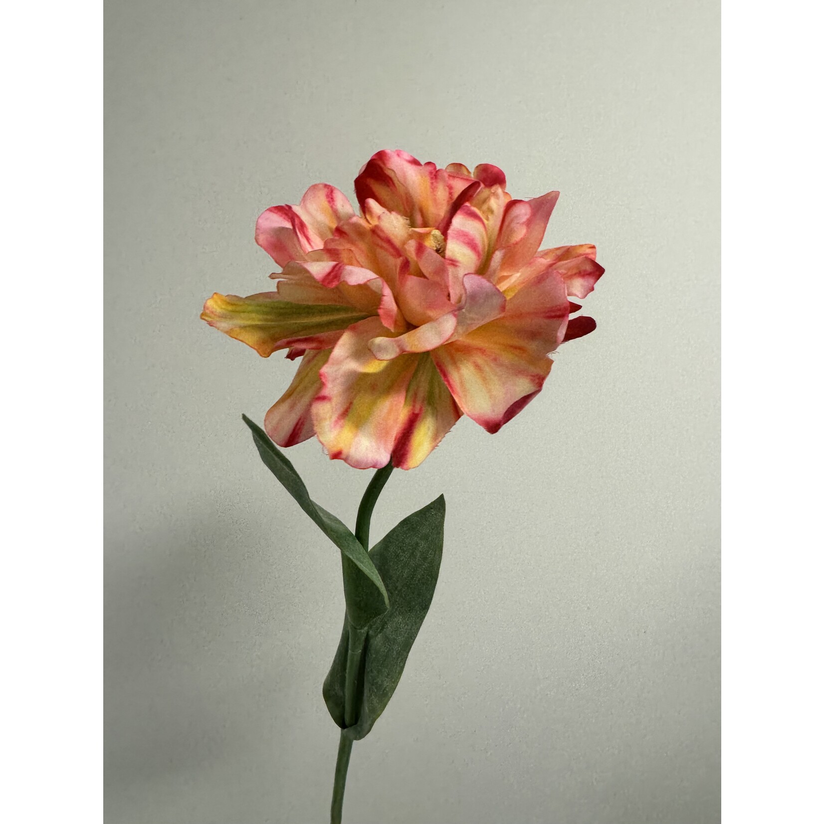 PARROT TULIP AMAZING| PINK YELLOW | 64 CM
