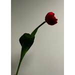 TULP | ROOD | 40 CM