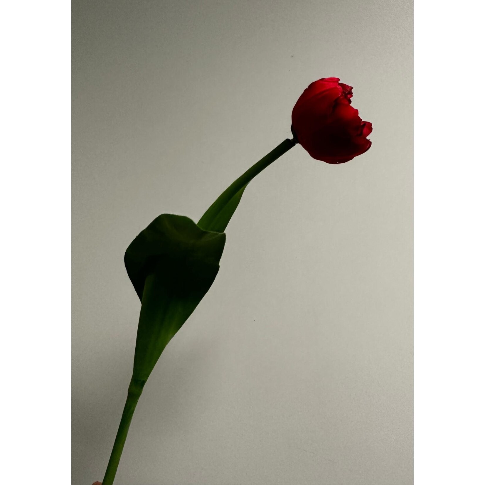 TULP AVEYRON | ROOD | 40 CM