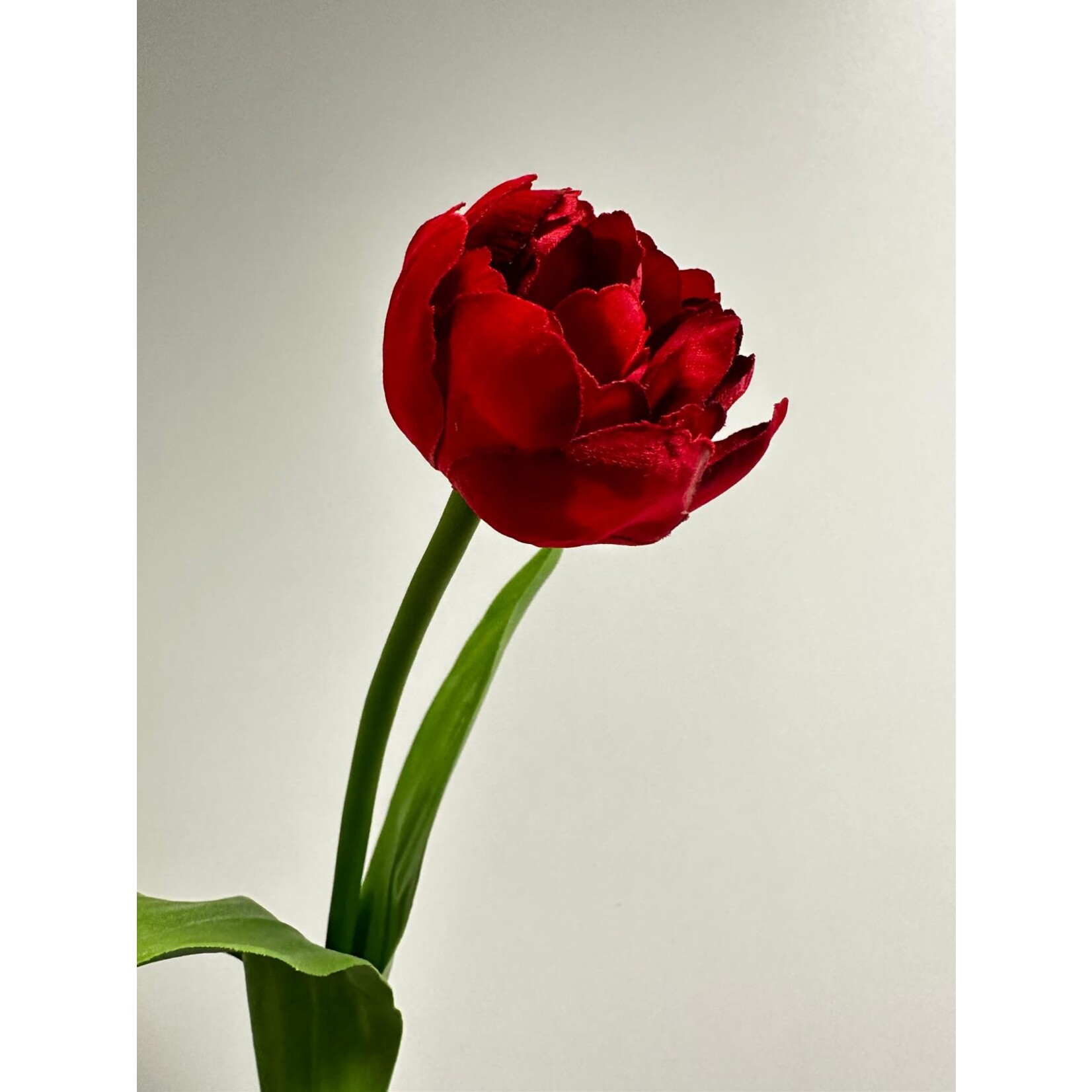 TULP AVEYRON | ROOD | 40 CM