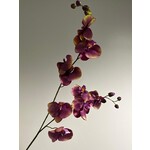 ORCHIDEE | MAUVE GROEN | 80 CM