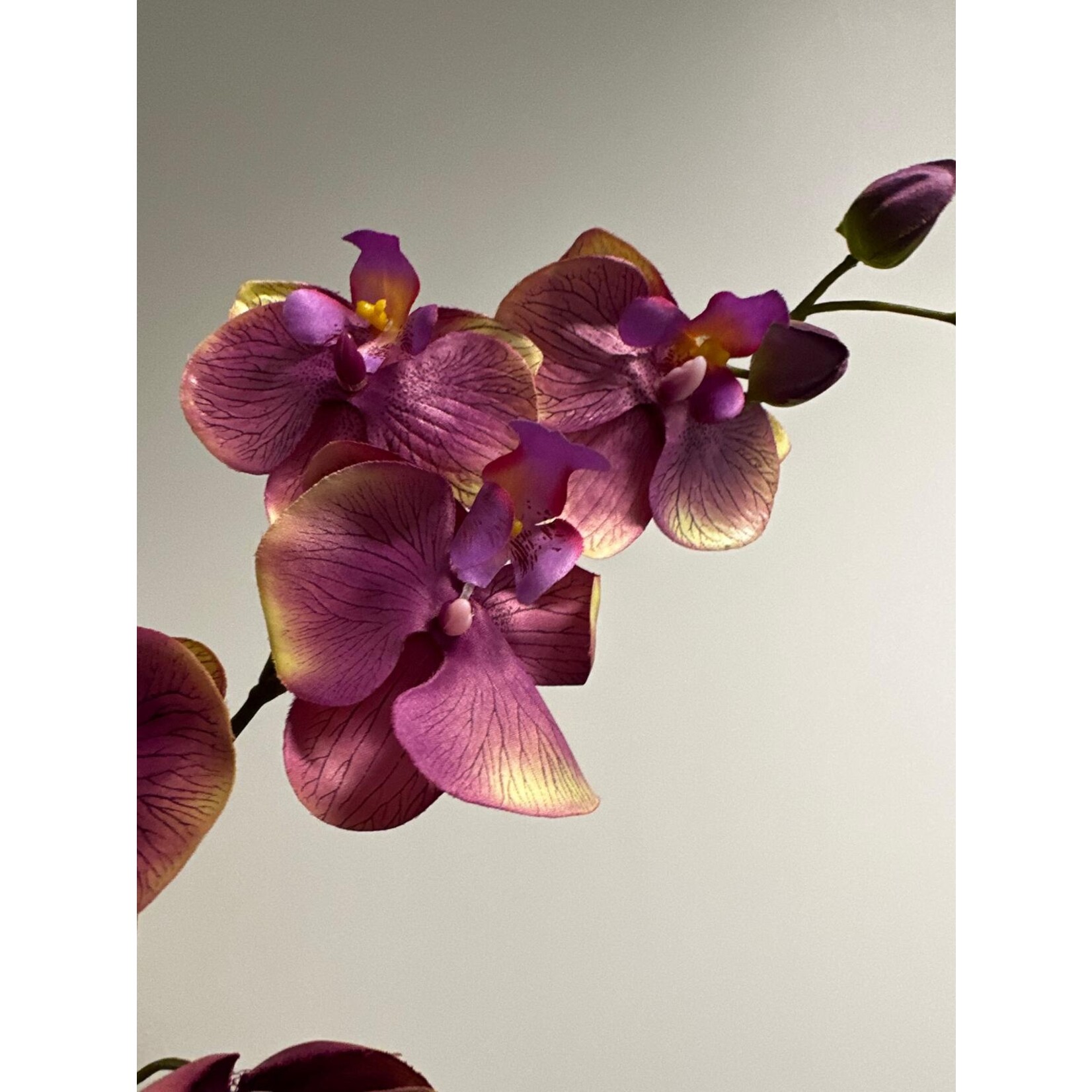 ORCHIDEE SUN ORCHID | MAUVE GROEN| 80 CM