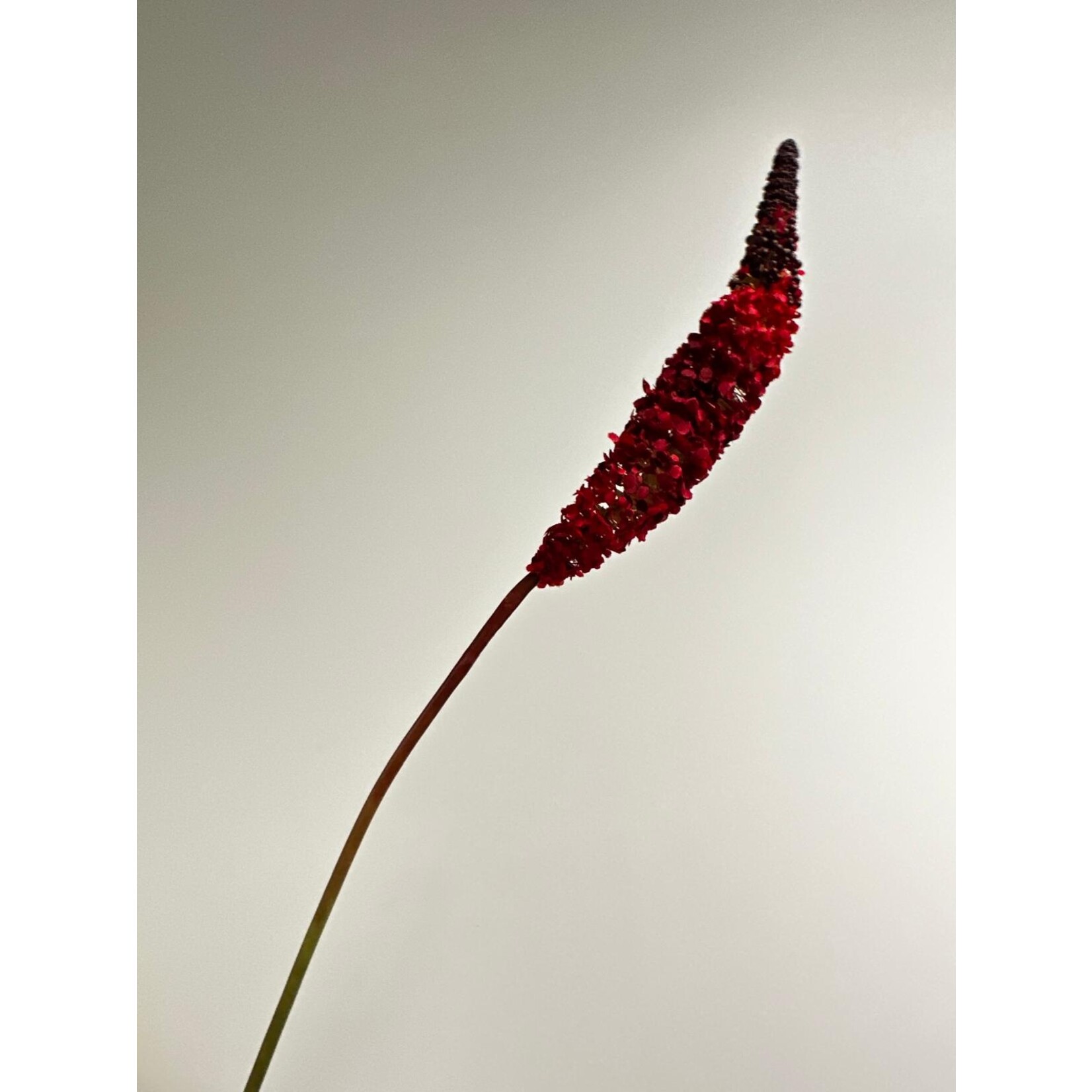 FOXTAIL | BORDEAUX | 70 CM