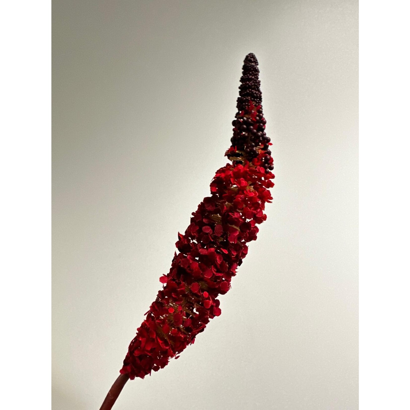 FOXTAIL | BORDEAUX | 70 CM