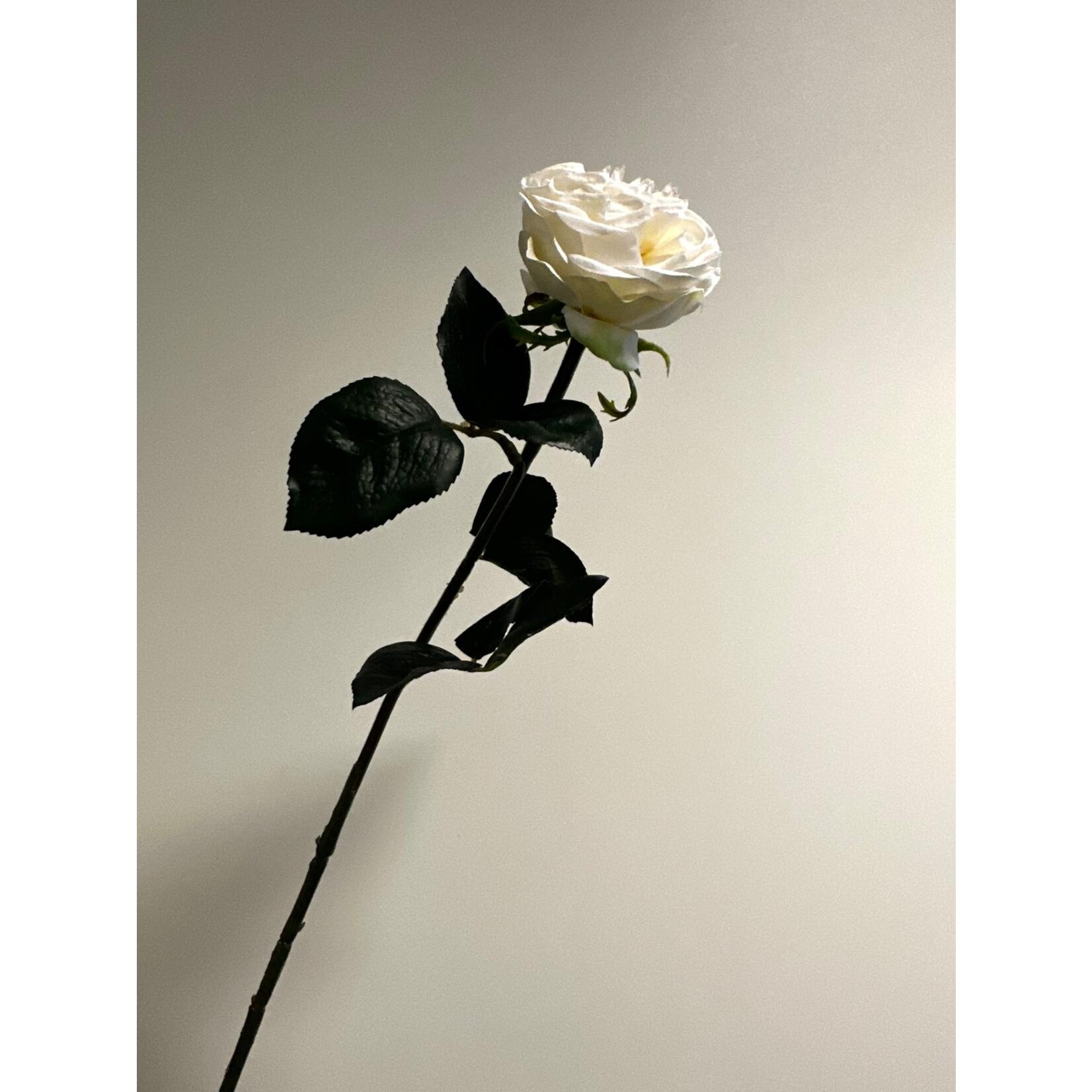 ROOS SYMPHONY | WIT | 55 CM