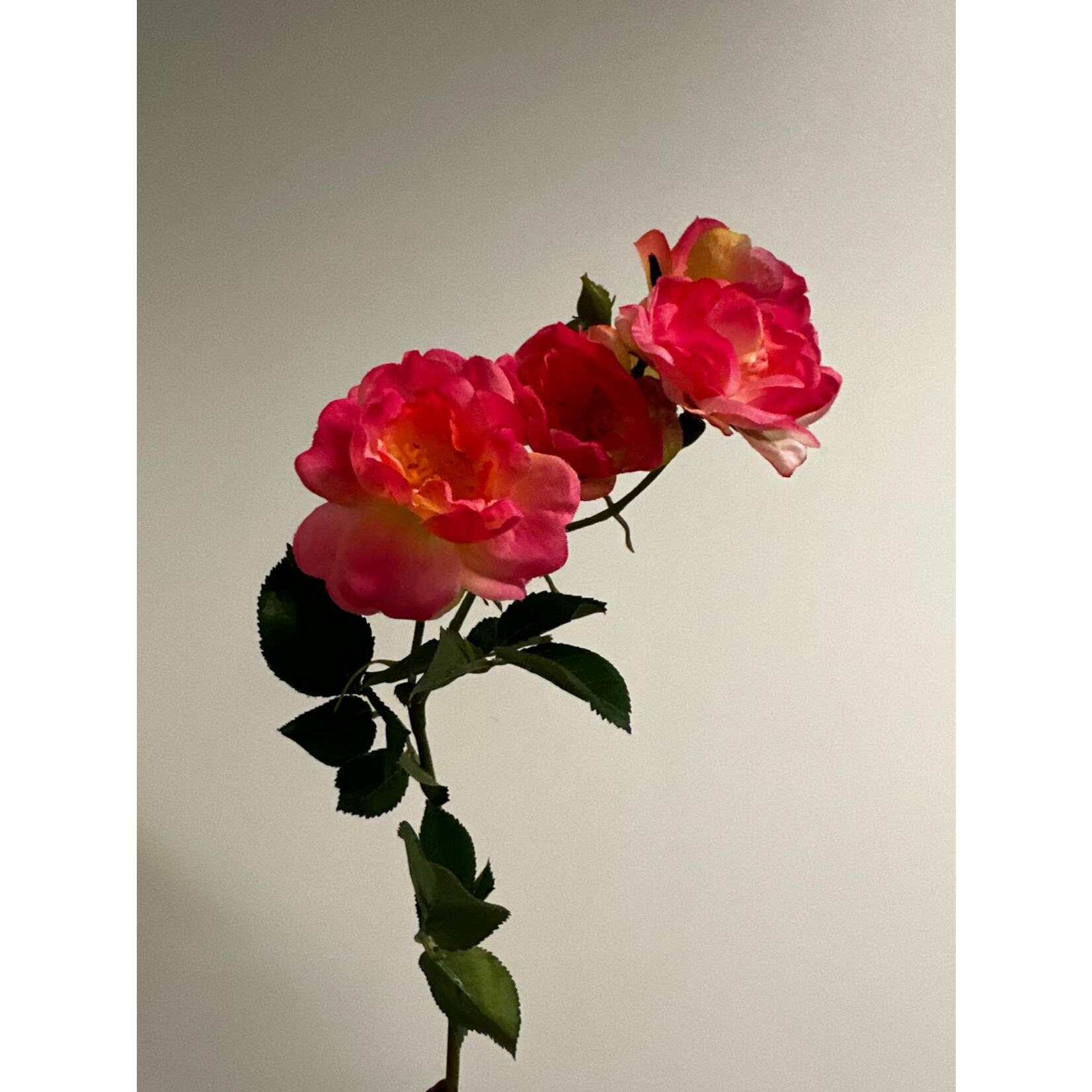 ROSE THE FAIRY | PINK | 60 CM