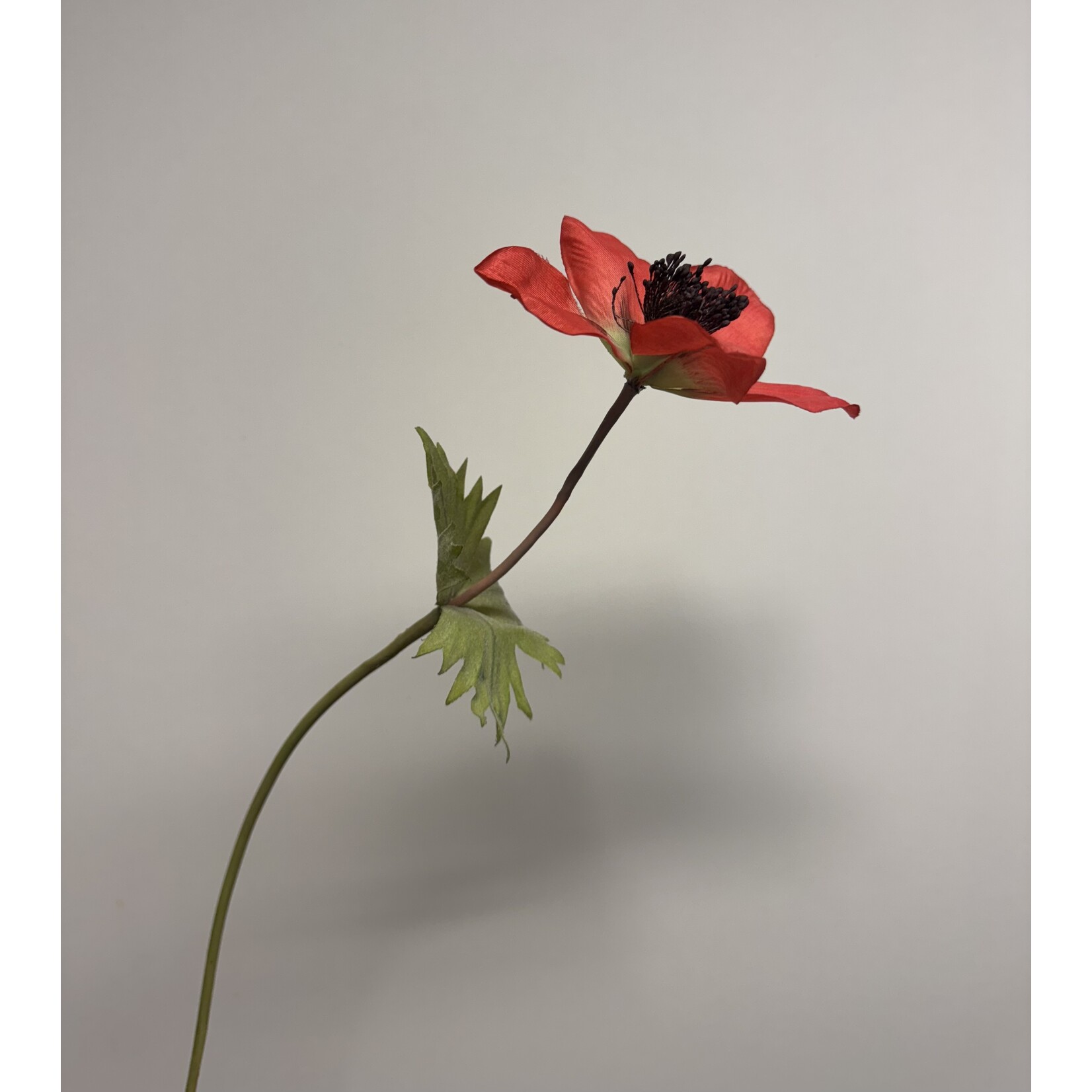 ANEMOON HOLLANDIA | ROOD| 54 CM