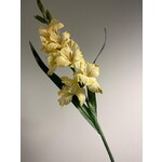 GLADIOOL | LICHT GEEL | 100 CM