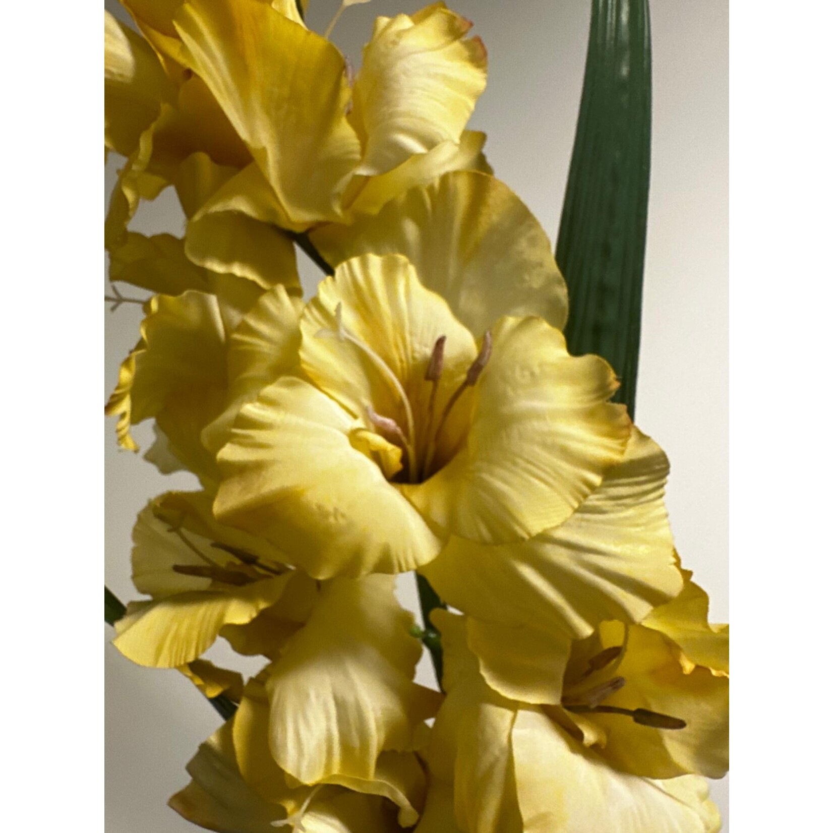 GLADIOOL KIO | LICHT GEEL | 100 CM