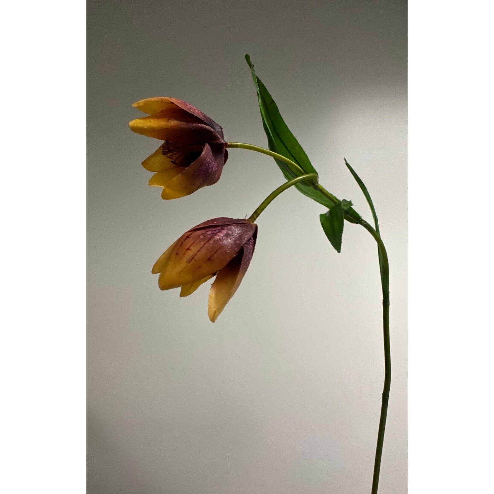 FRITILLARIA | MAUVE GEEL | 50 CM