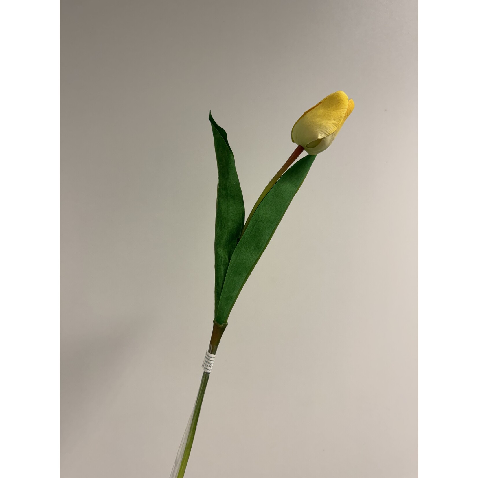 TULIP APELDOORN | YELLOW | 45 CM