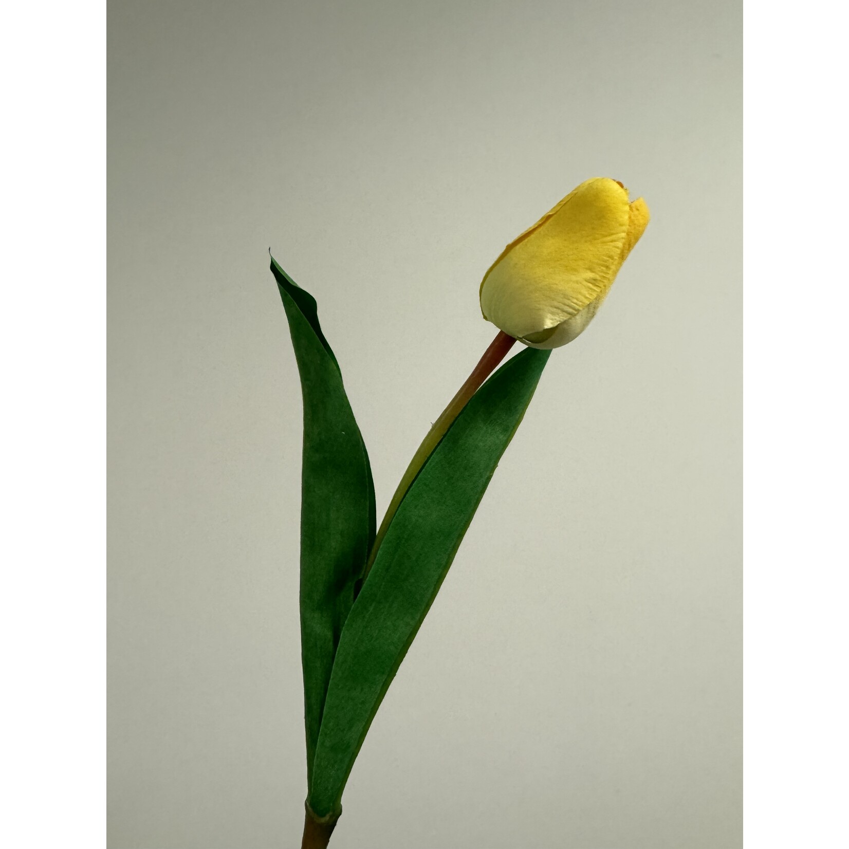 TULIP APELDOORN | YELLOW | 45 CM