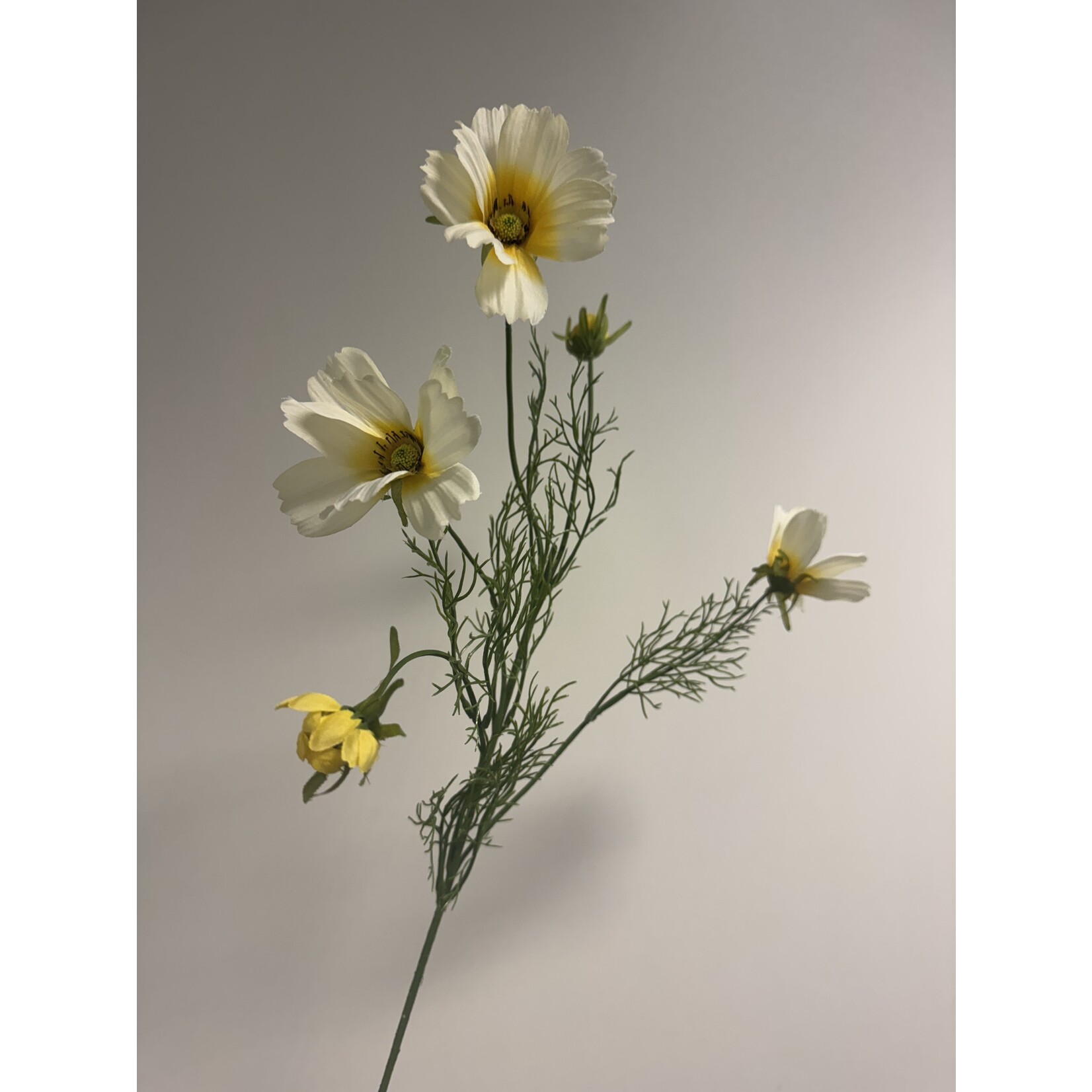 COSMEA XANTHOS | CREAM | 90 CM