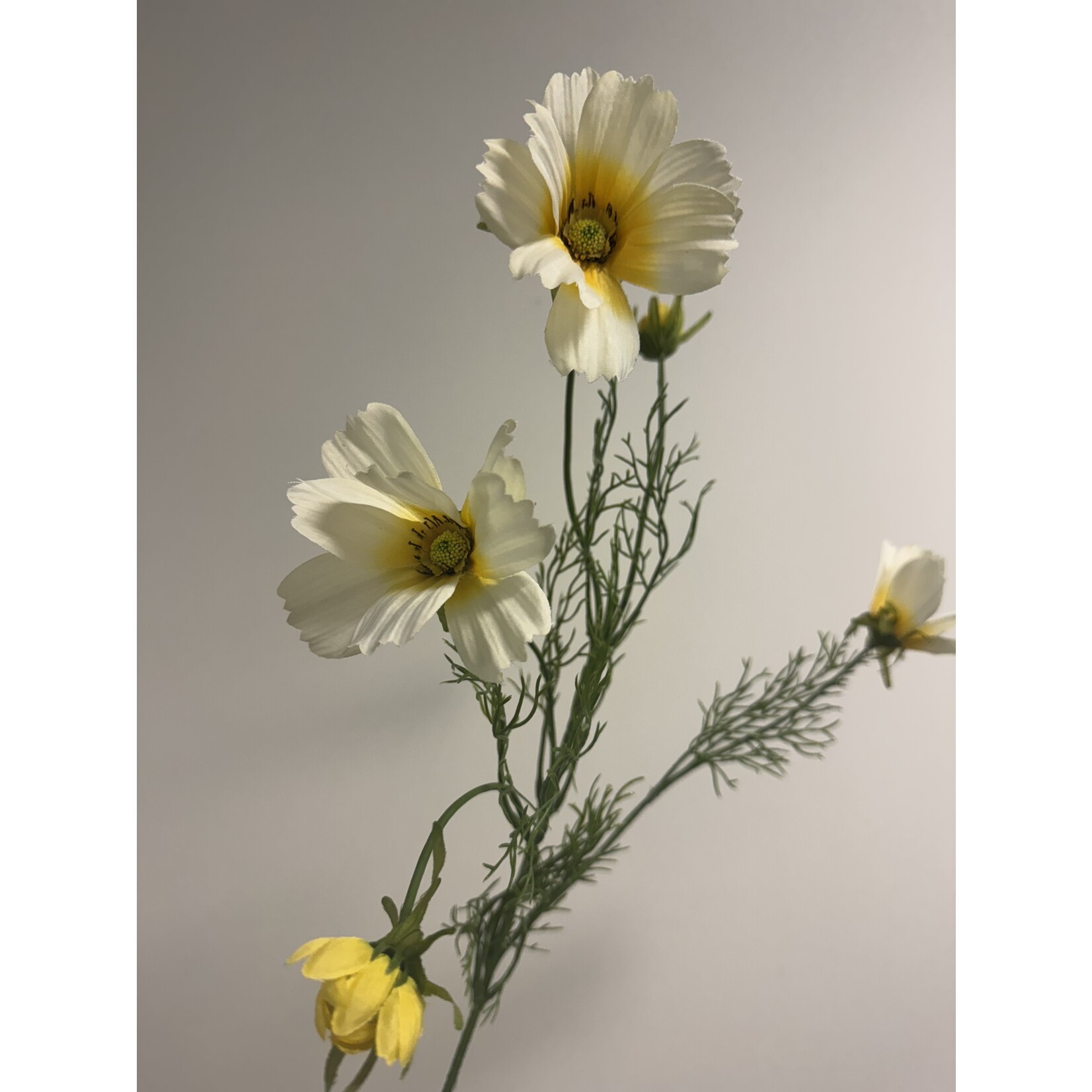 COSMEA XANTHOS | CREAM | 90 CM