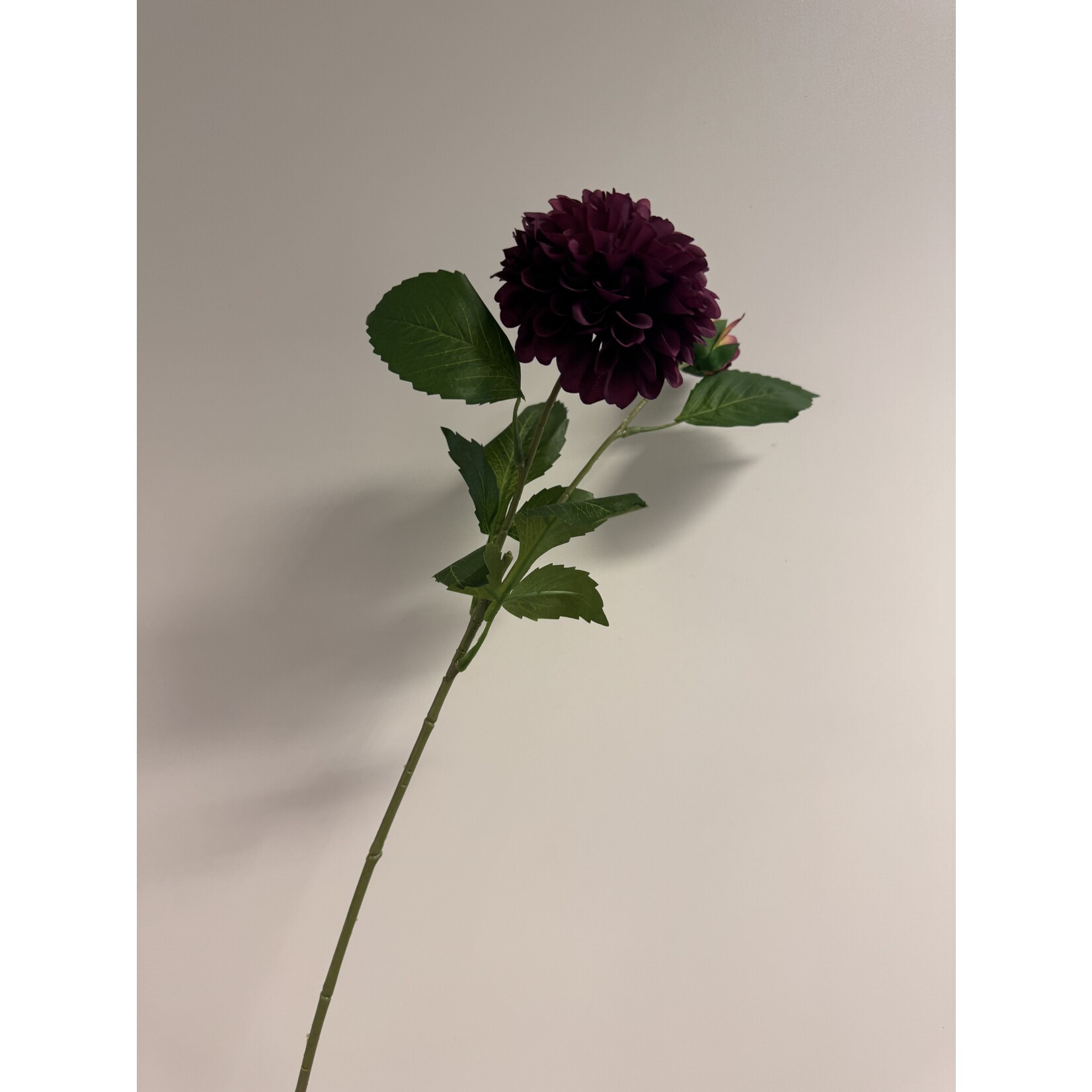 DAHLIA |BORDEAUX MAROON FOX | 60 CM