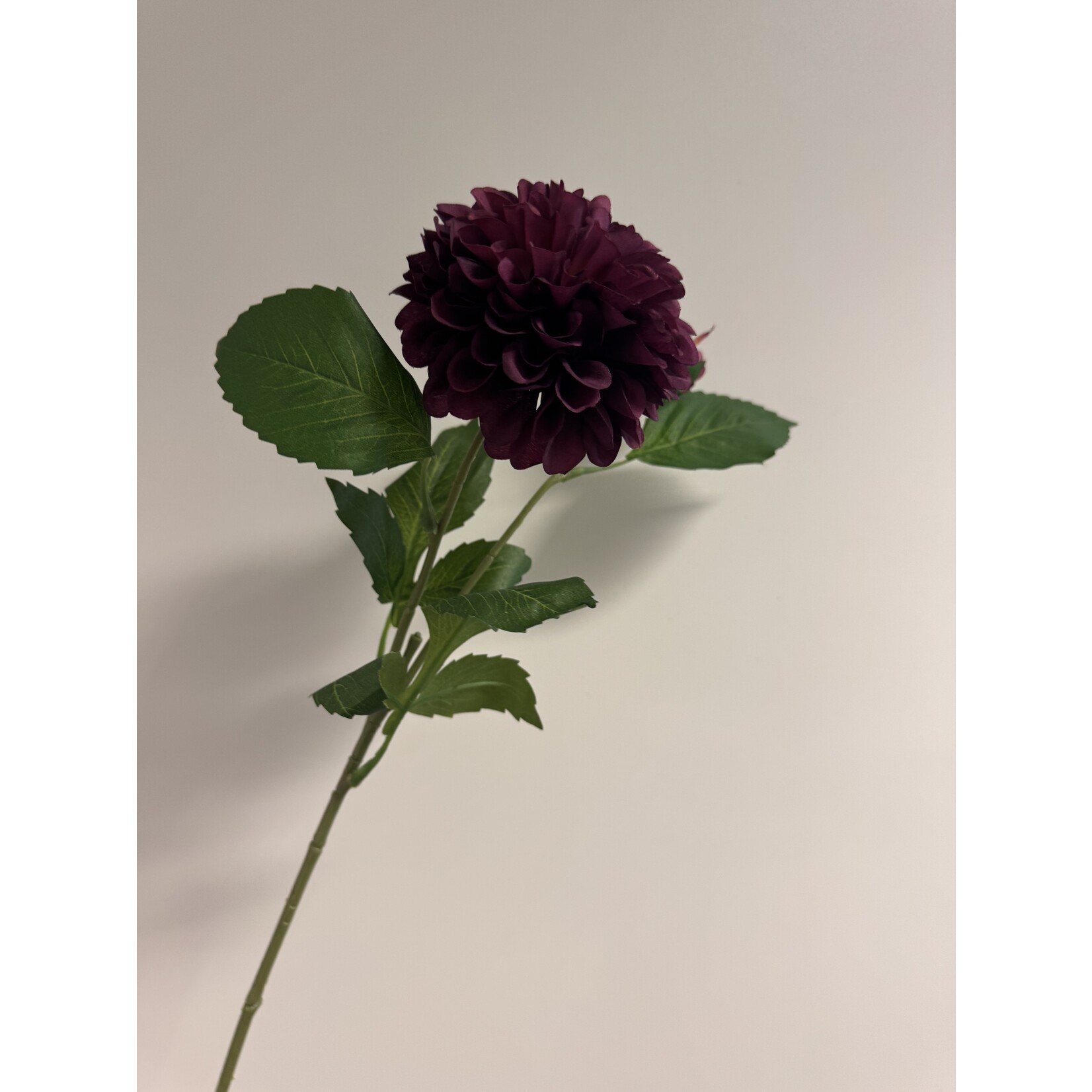 DAHLIA |BORDEAUX MAROON FOX | 60 CM