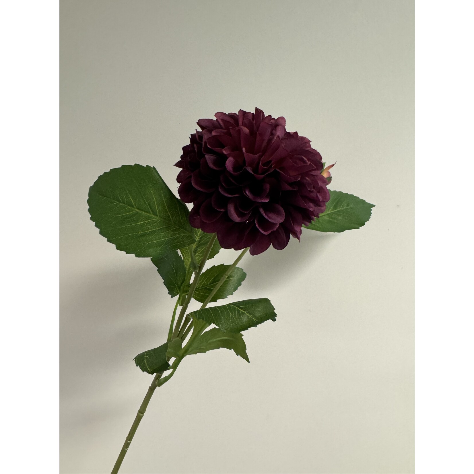 DAHLIA |BORDEAUX MAROON FOX | 60 CM