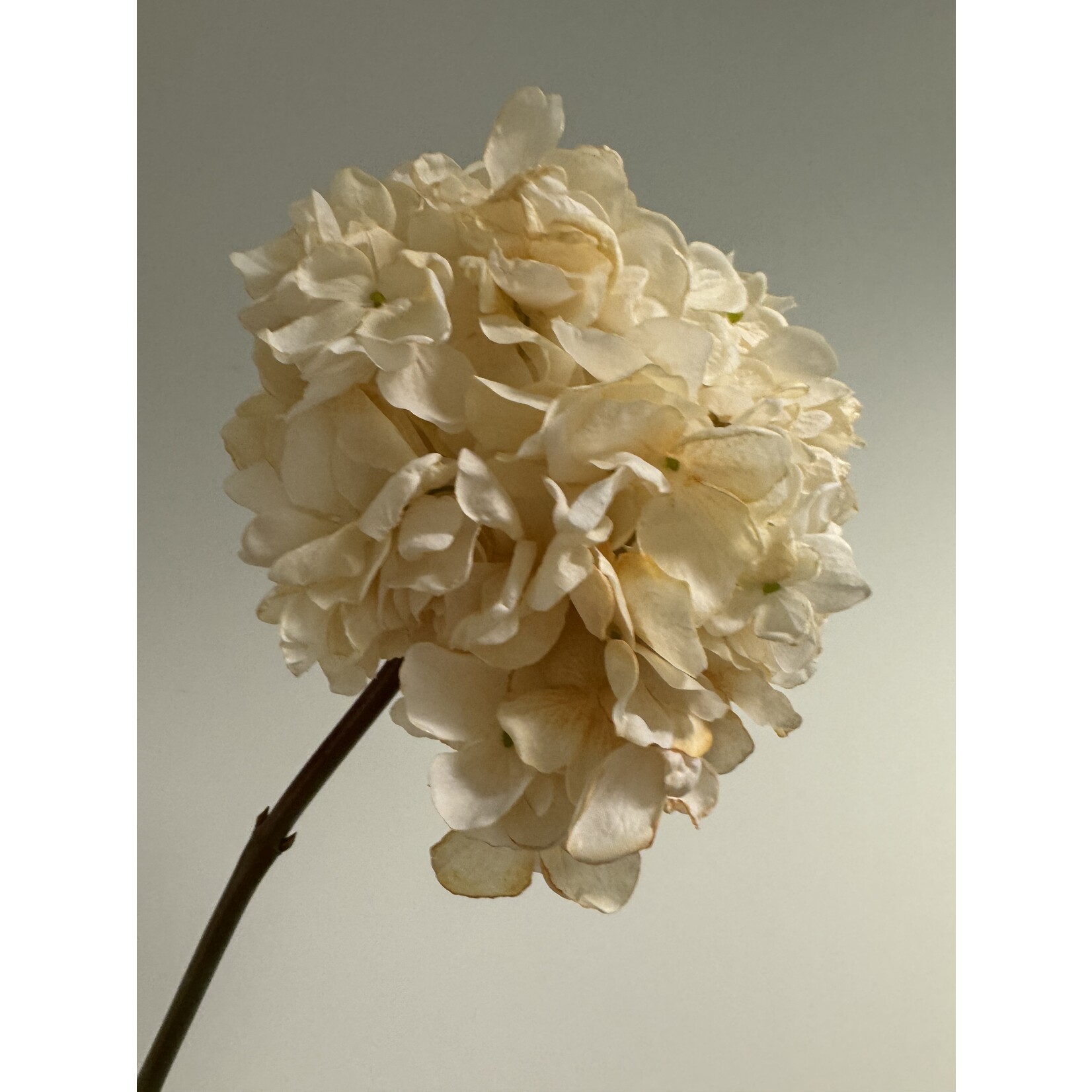 HYDRANGEA |CREME | 83 CM