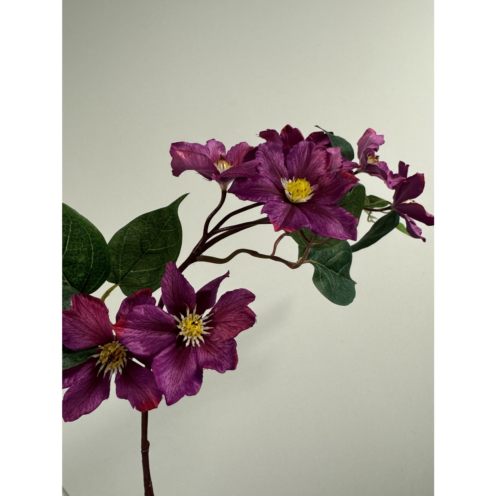 CLEMATIS | FUCHSIA | 80 CM