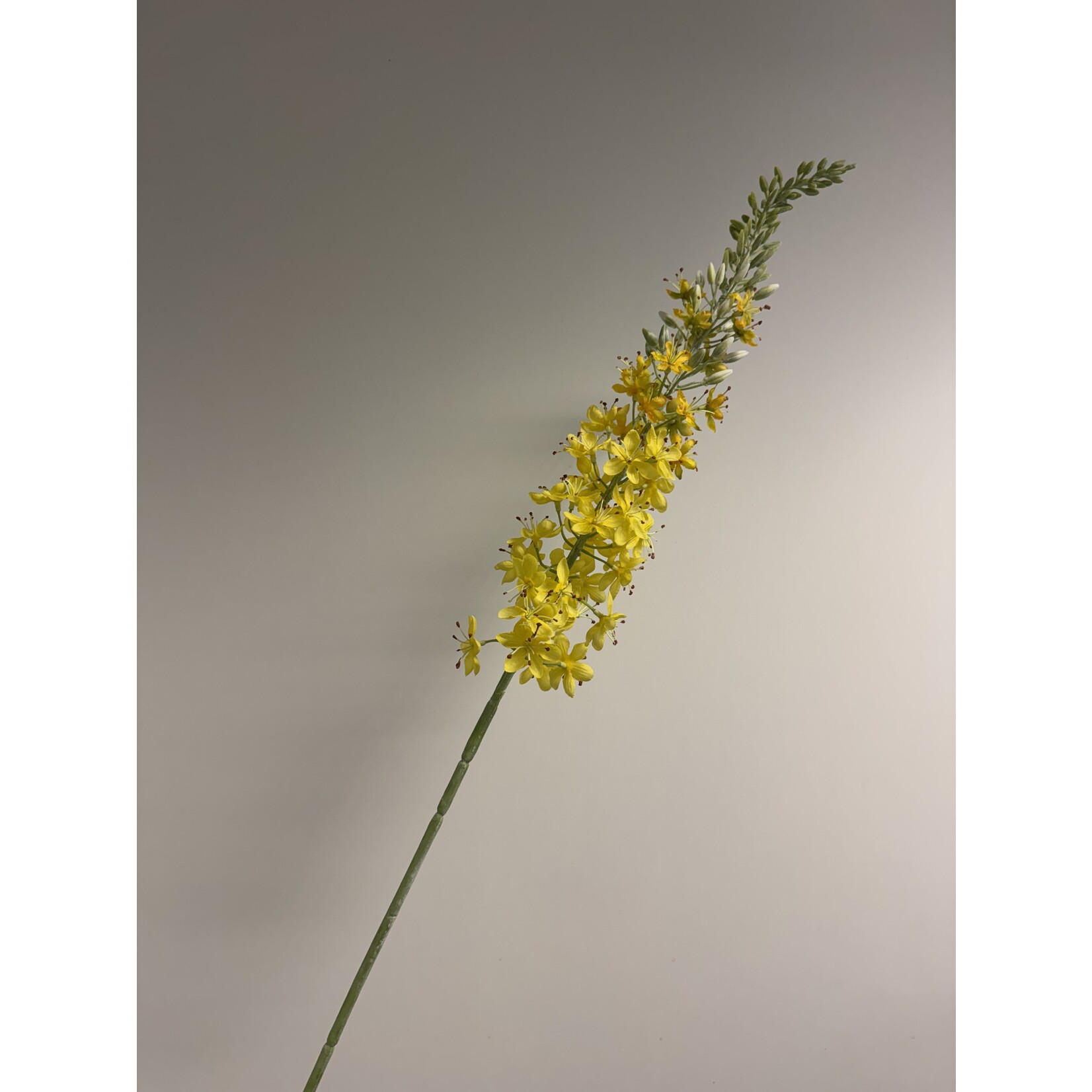 EREMURUS TAPDANCE | GEEL | 106 CM
