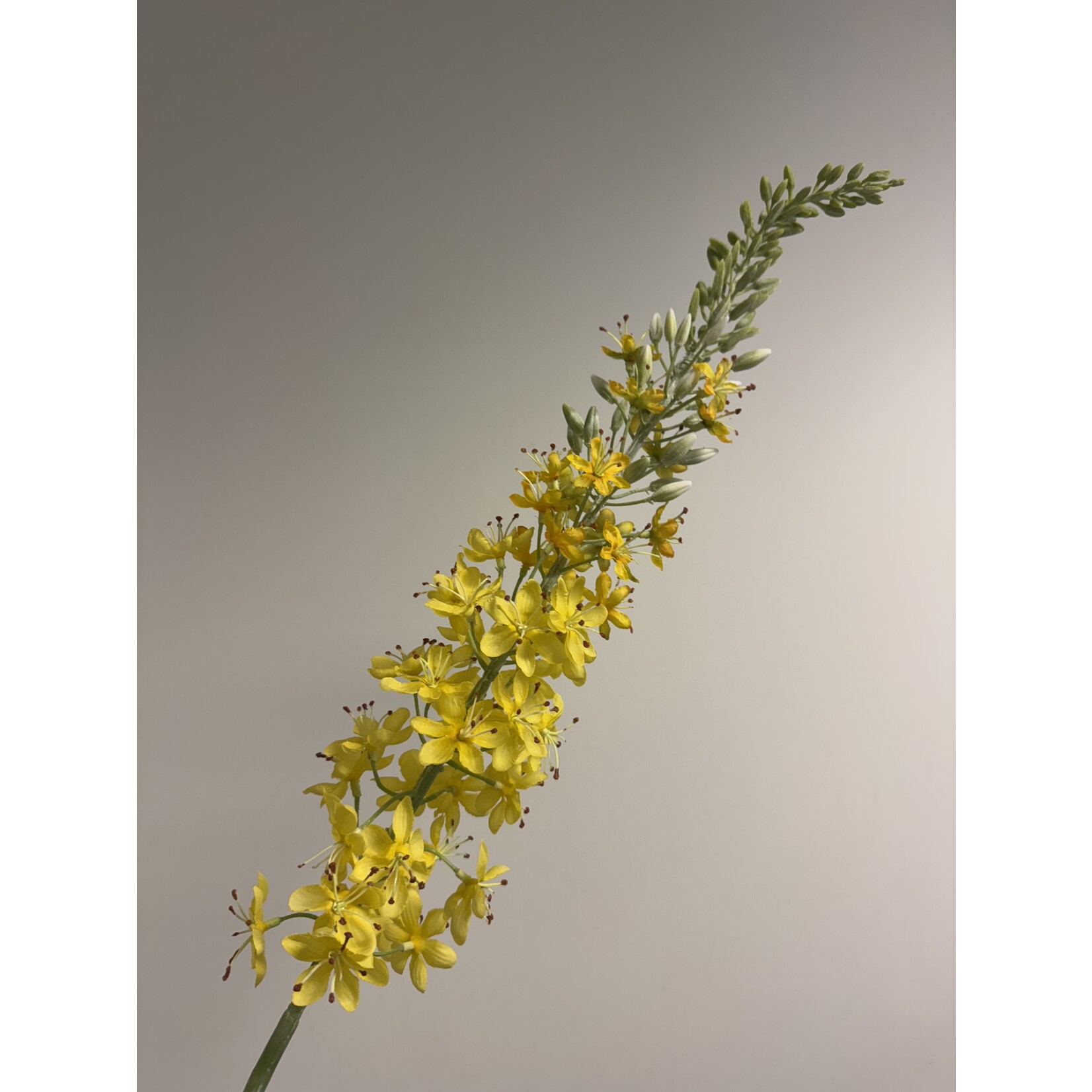 EREMURUS TAPDANCE | GEEL | 106 CM