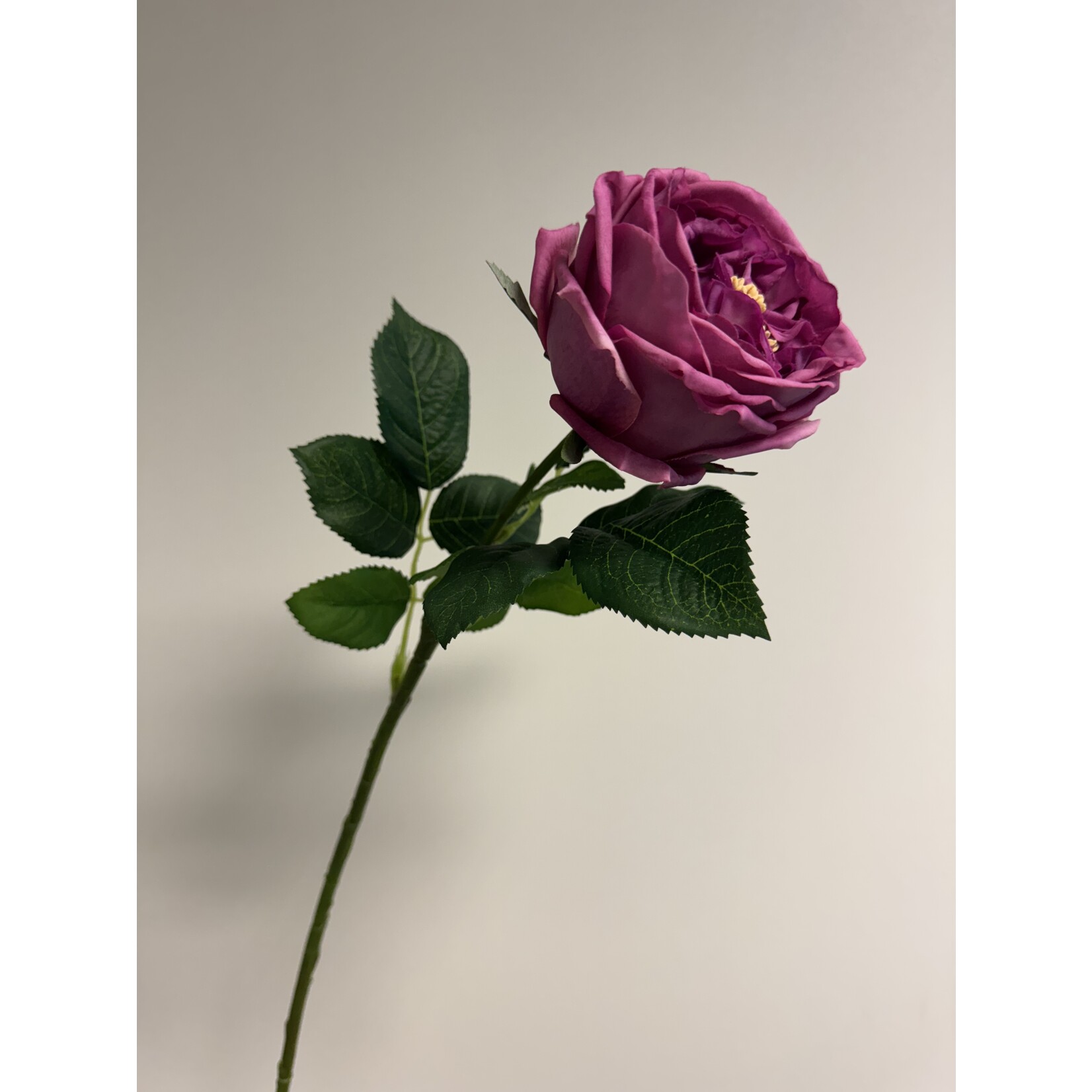 ROSE GREAT WESTERN | PINK | 60 CM