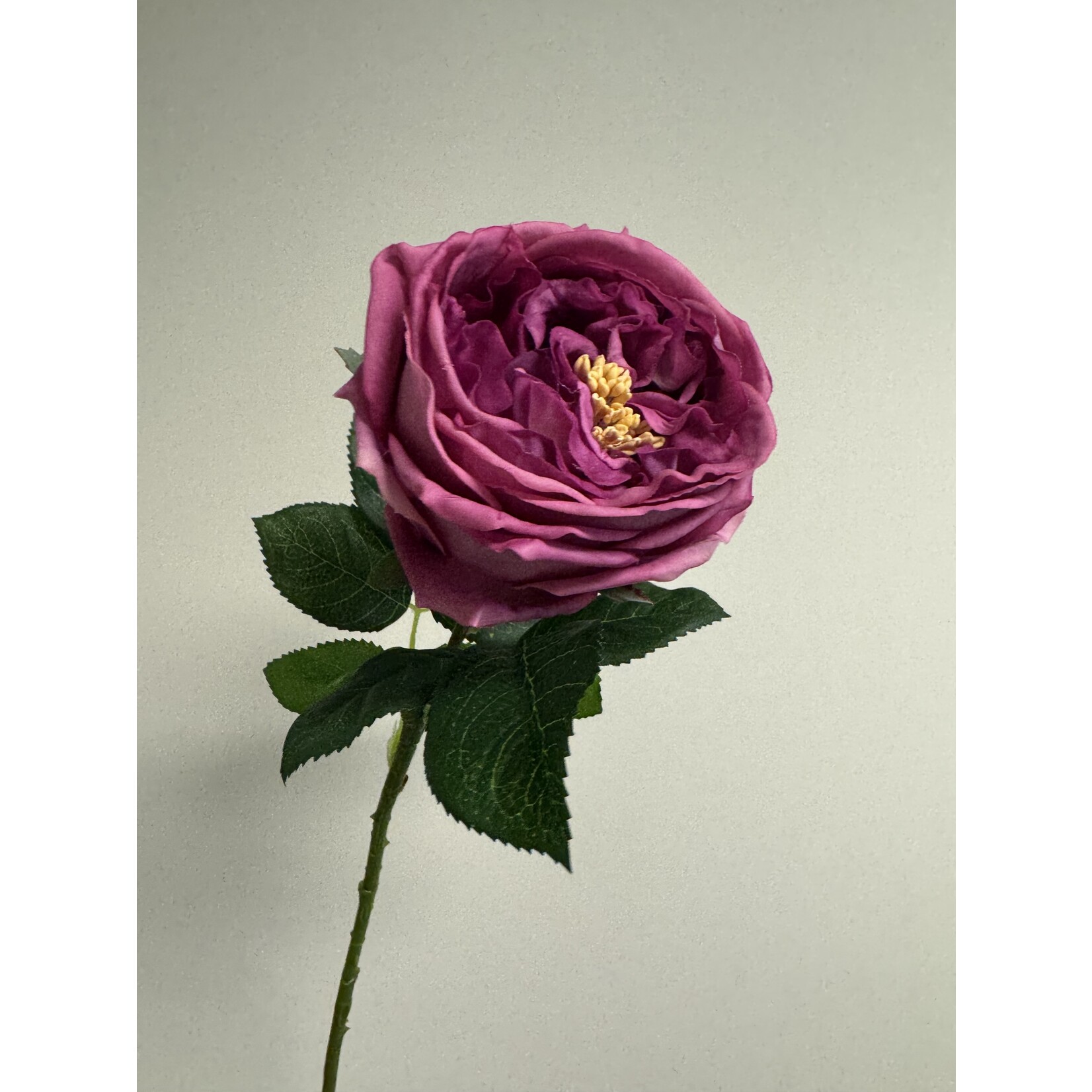 ROSE GREAT WESTERN | PINK | 60 CM