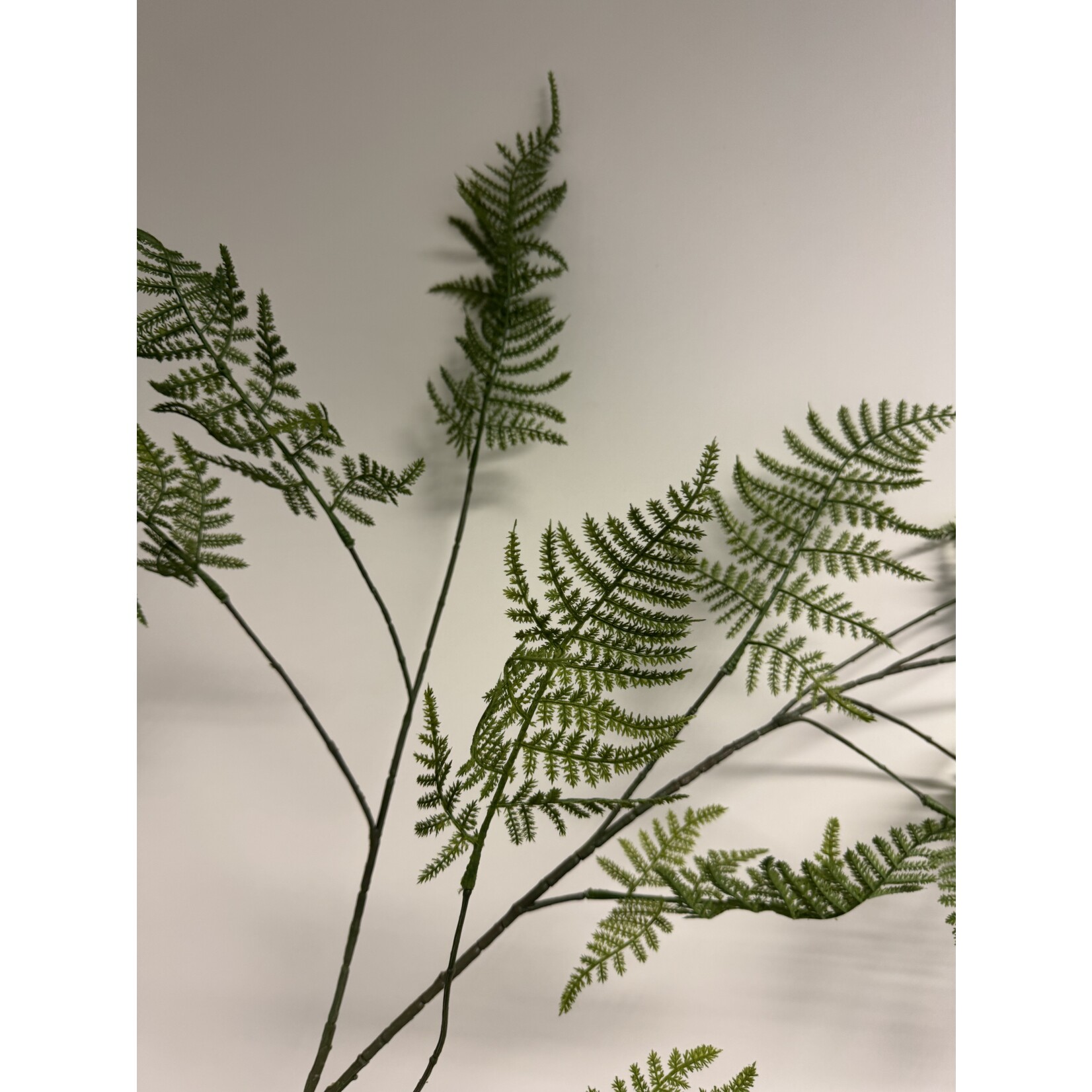 FERN BRANCH HERRENHAUS  | GREEN | 135 CM