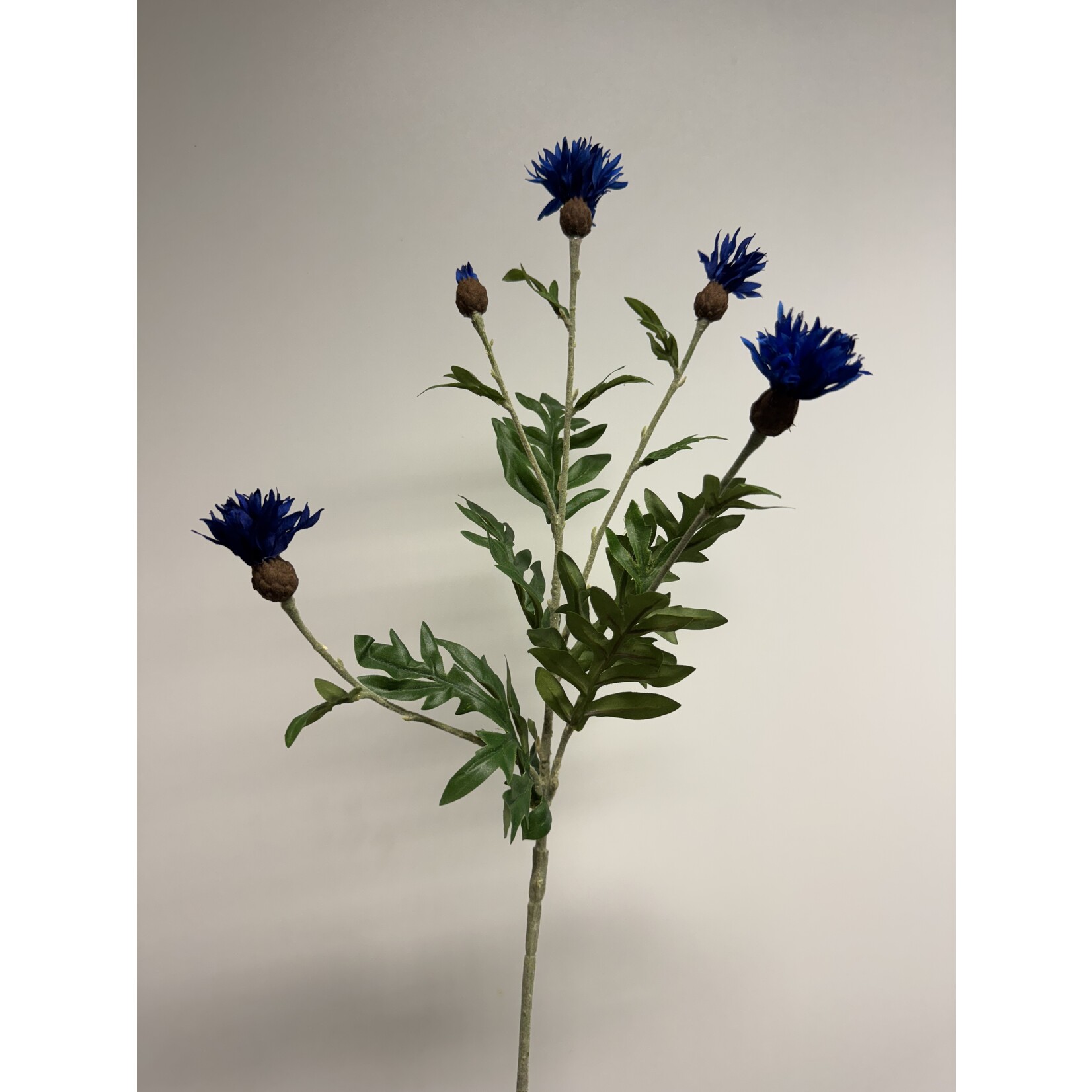 KORENBLOEM | BLAUW | 60 CM