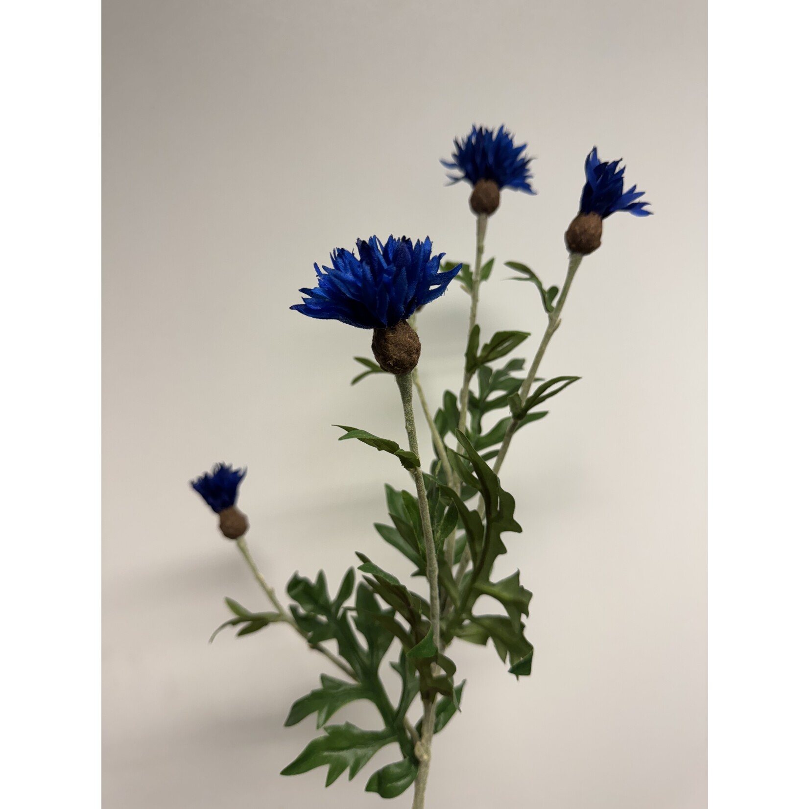 KORENBLOEM | BLAUW | 60 CM