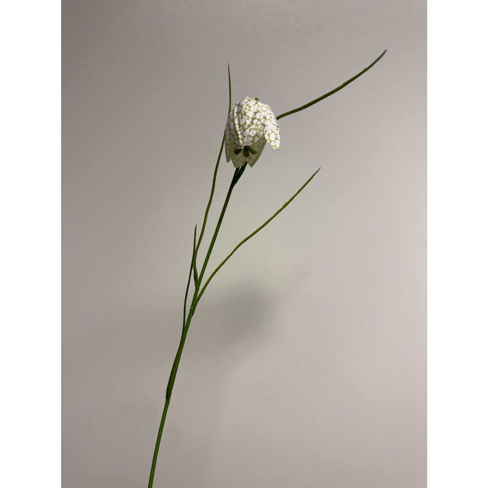 FRITILLARIA ALBA | WHITE | 45 CM