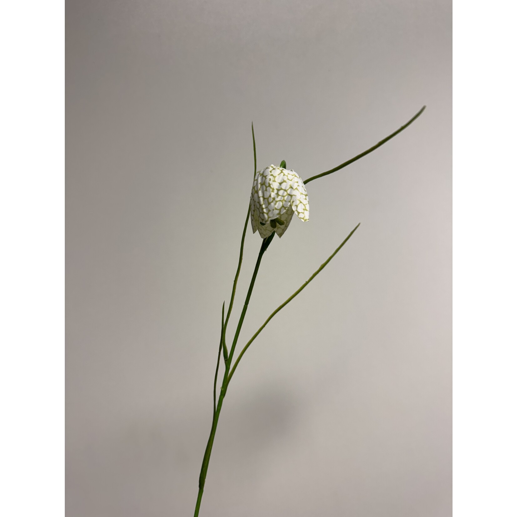 FRITILLARIA ALBA | WHITE | 45 CM